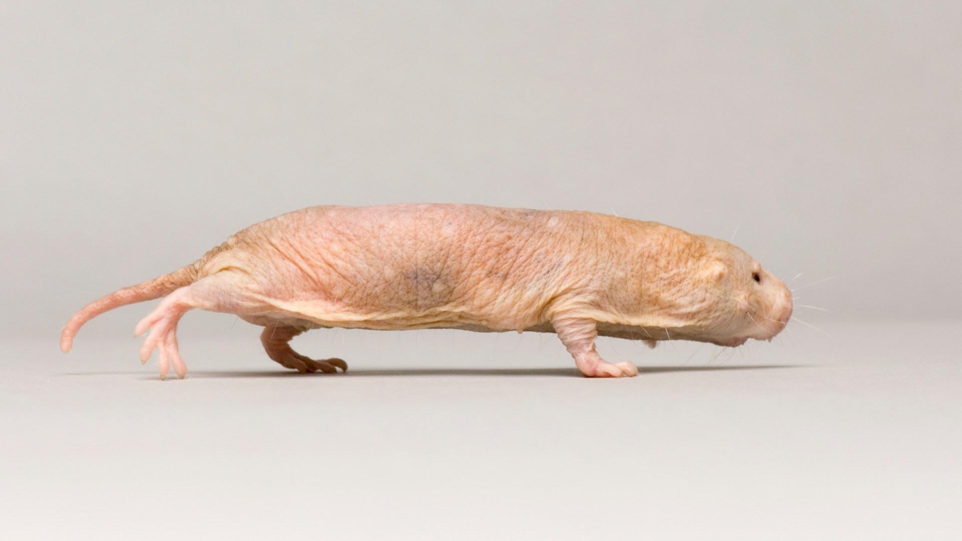 1920x1080 Naked Mole Rat Ark Wallpaper & Background, Desktop