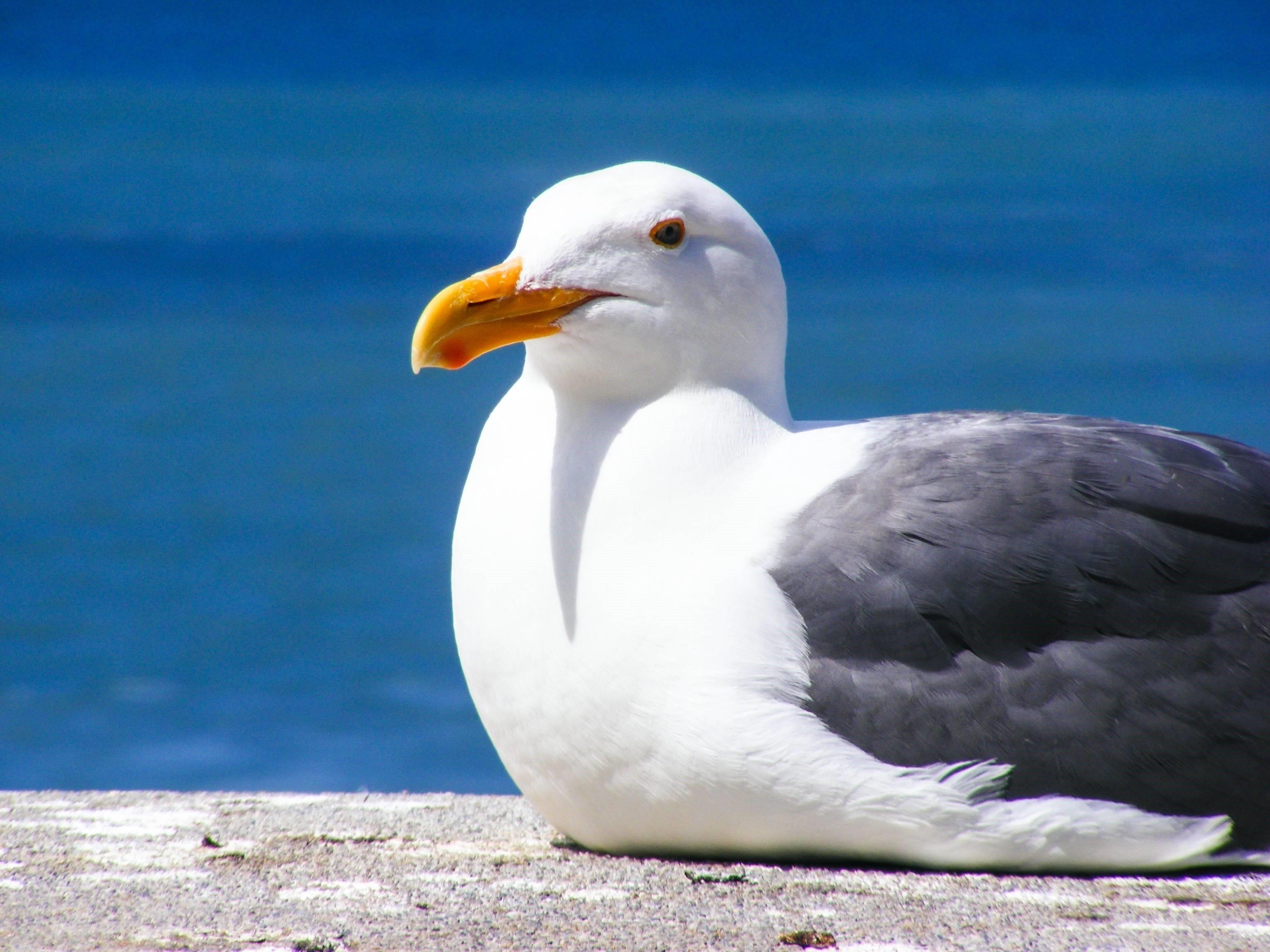 3080x2310 seagull wallpaper, Desktop