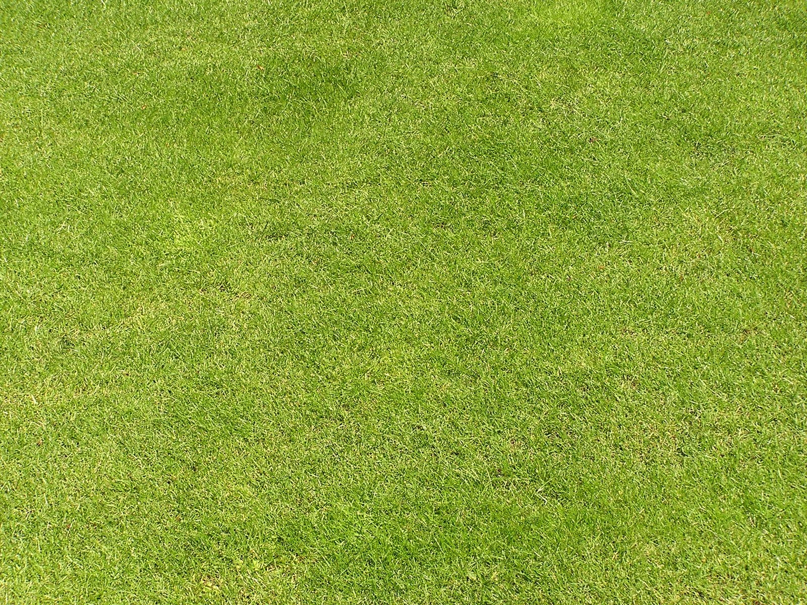 1600x1200 Grass texture Free Photo Download, Desktop