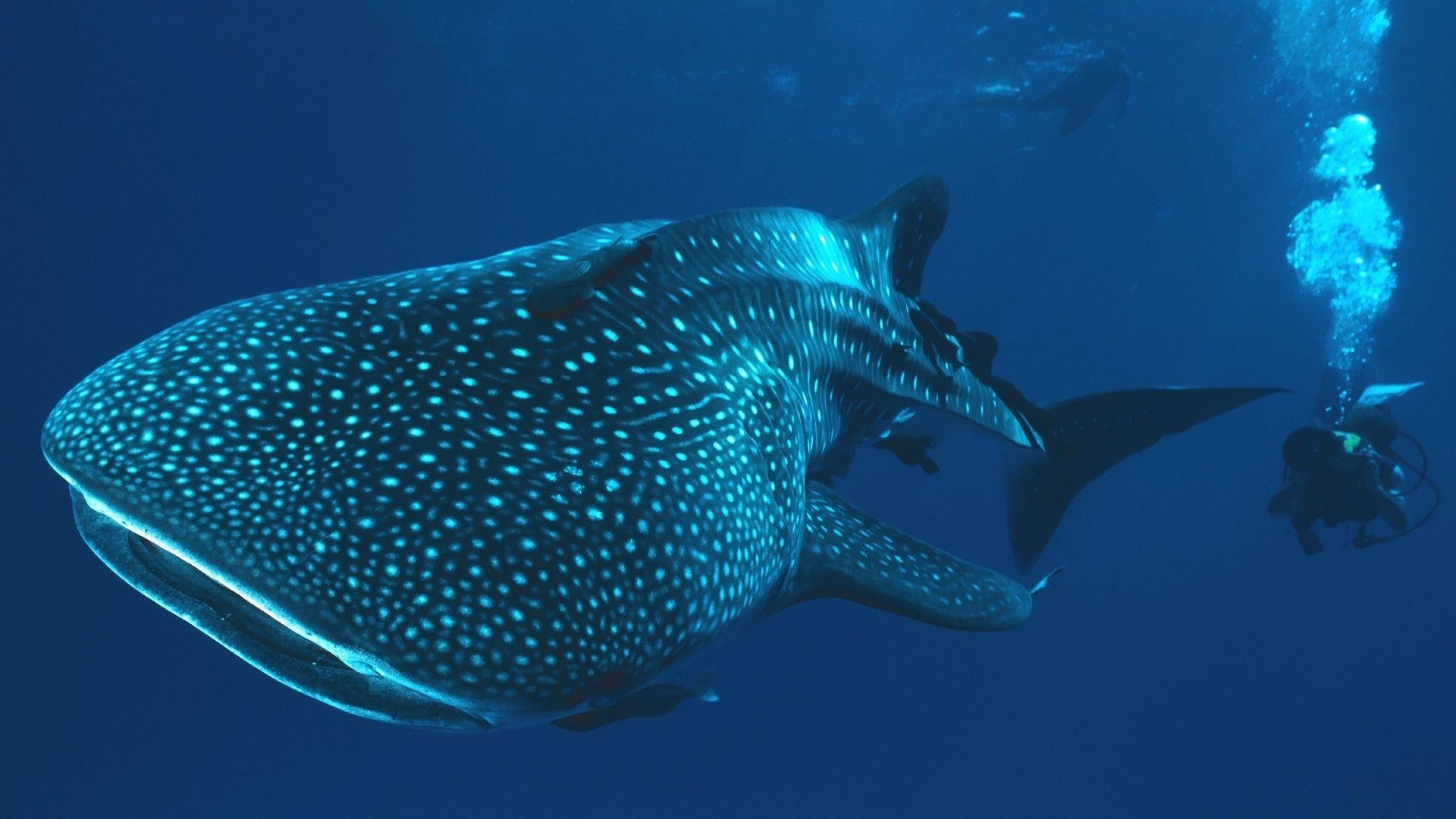 1920x1080 whale shark underwater shark divers Wallpaper HD / Desktop, Desktop