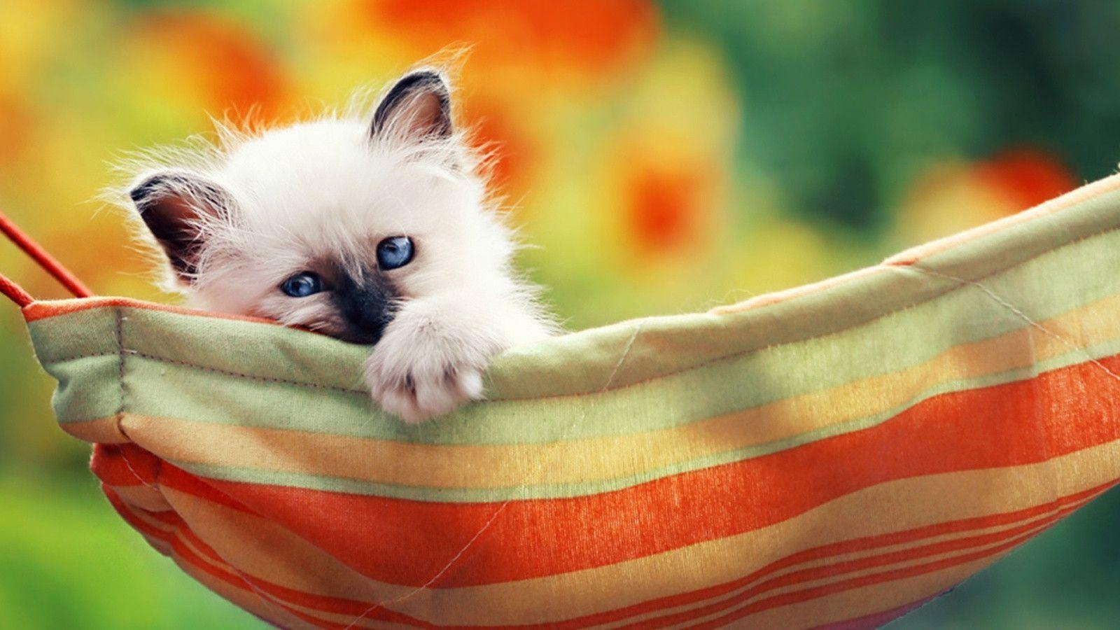 1600x900 Super Cute Siamese Kittens Wallpaper Super Cute Little Siamese, Desktop