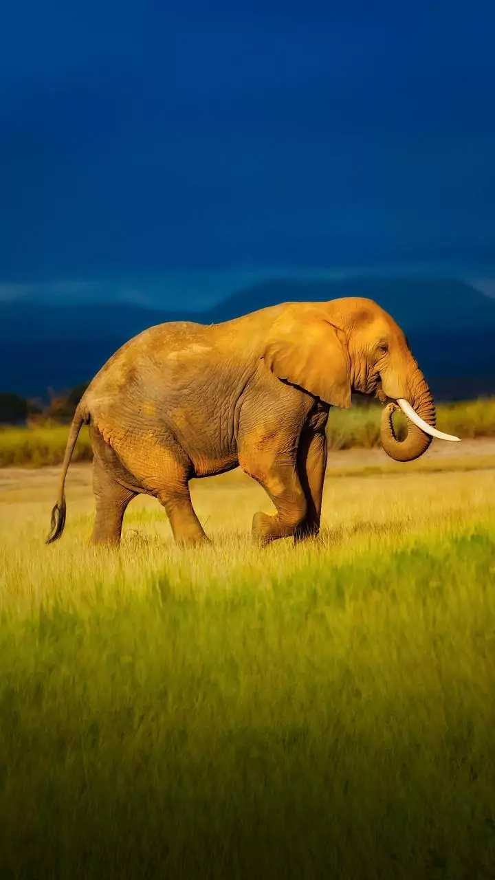 720x1280 best animals 4k wallpaper Image • Wallpaper Guru on ShareChat, Phone