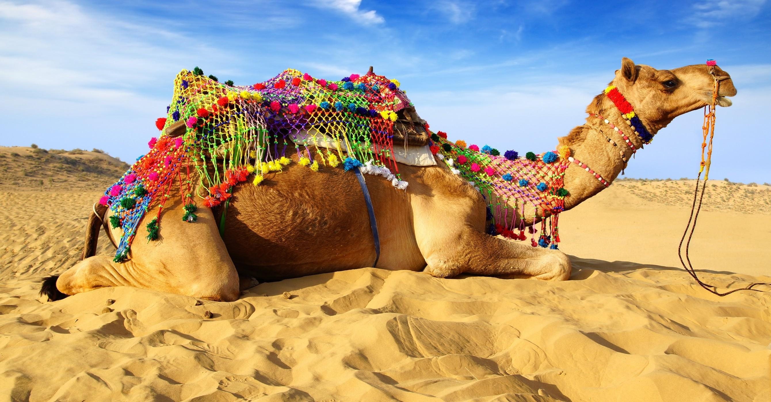 2680x1400 Download  Camel, Desert, Lying Down, Sand Wallpaper, Desktop