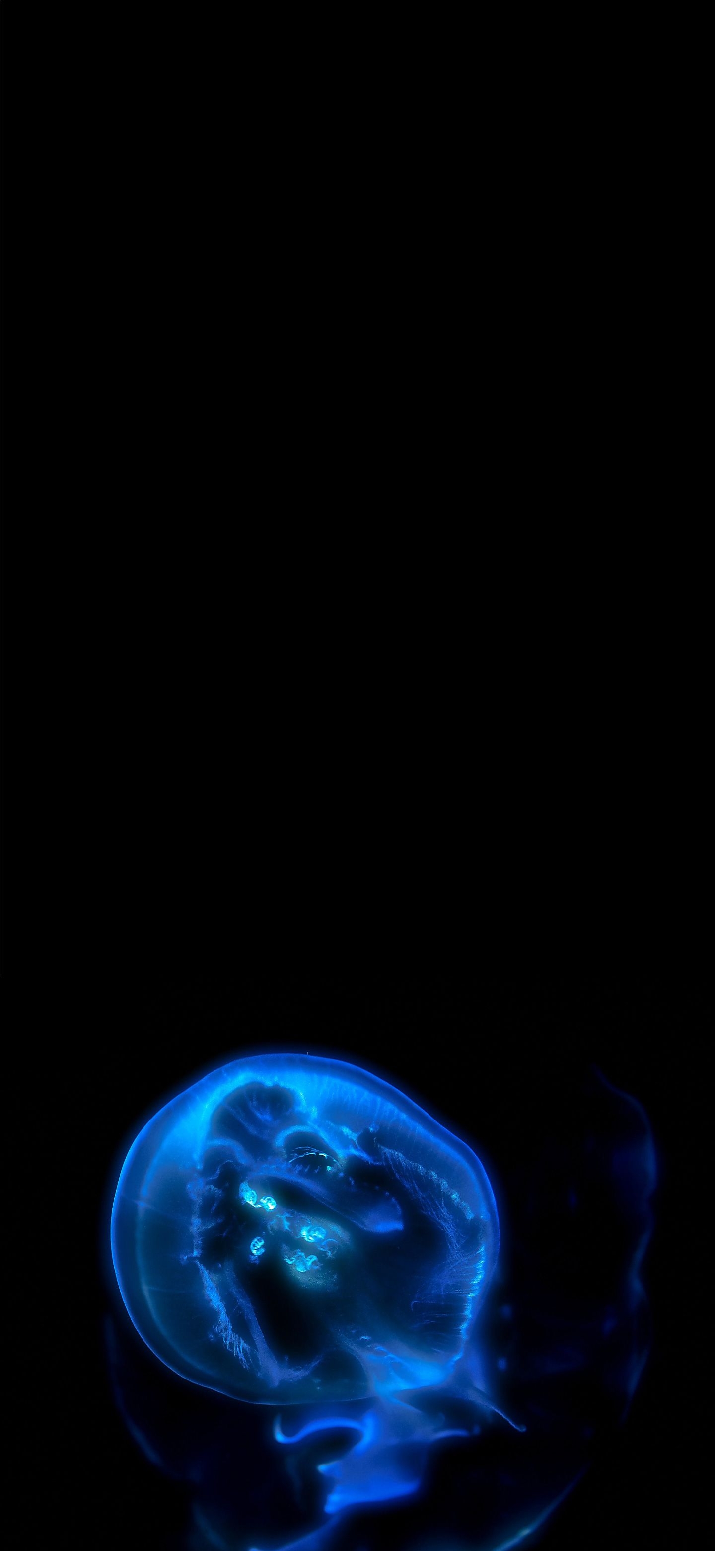 1440x3120 Shiny blue jellyfish Amoled Wallpaper, Phone