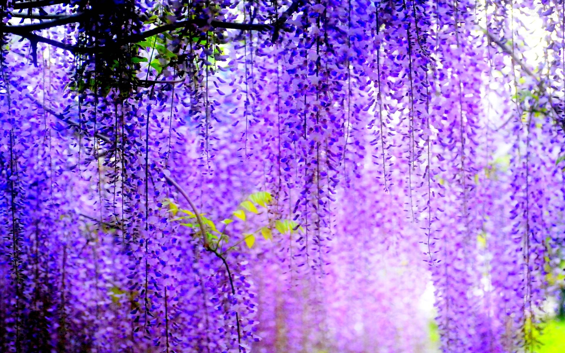 1920x1200 HD Purple Wisteria Wallpaper, Desktop