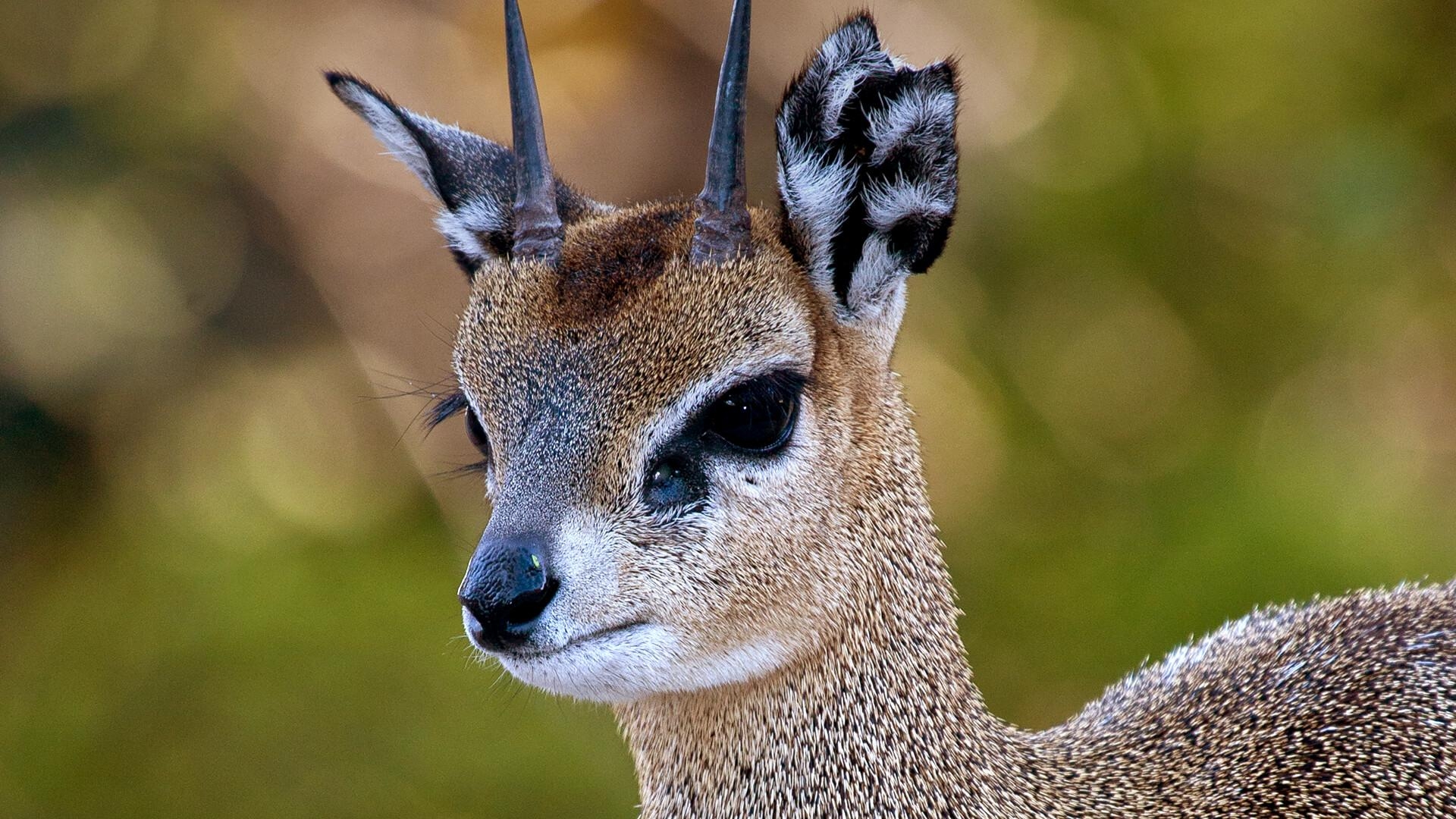 1920x1080 Klipspringer. San Diego Zoo Animals & Plants, Desktop