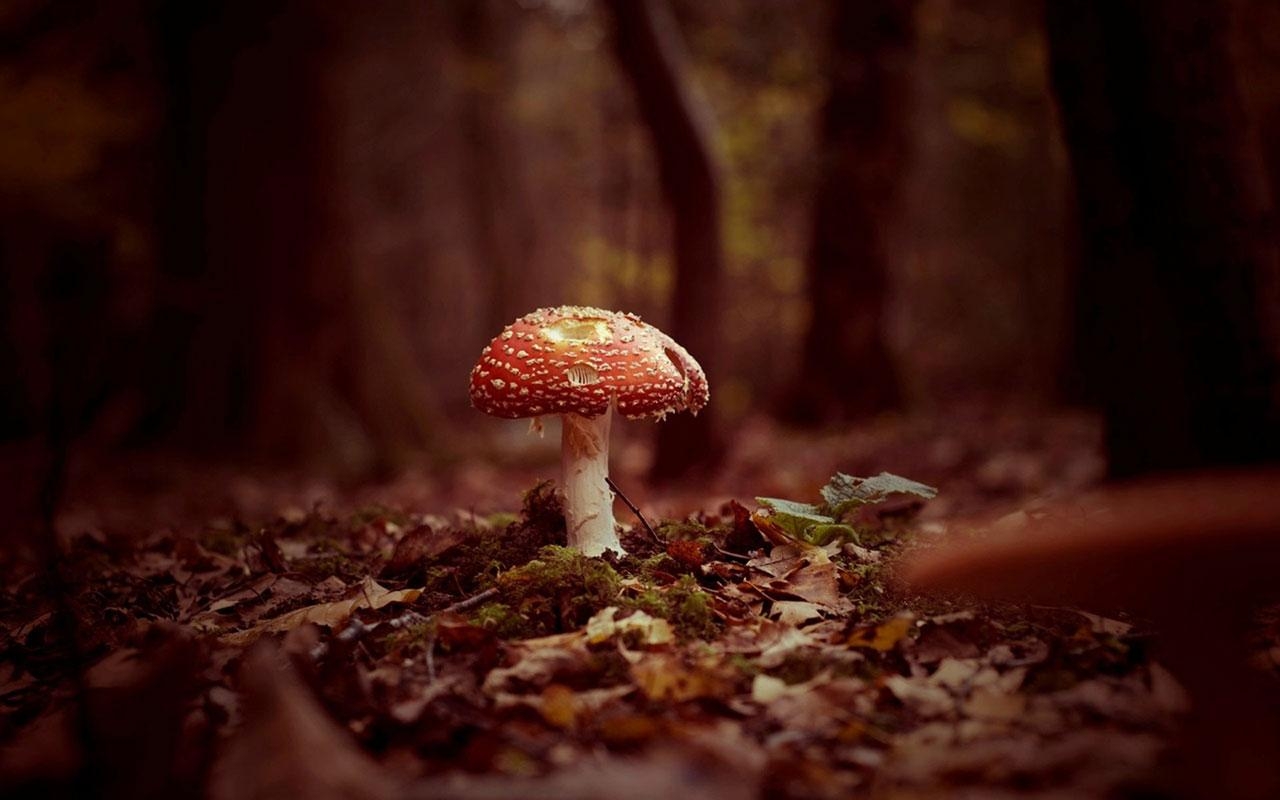 1280x800 Mushrooms Wallpaper.spb.ru, Desktop