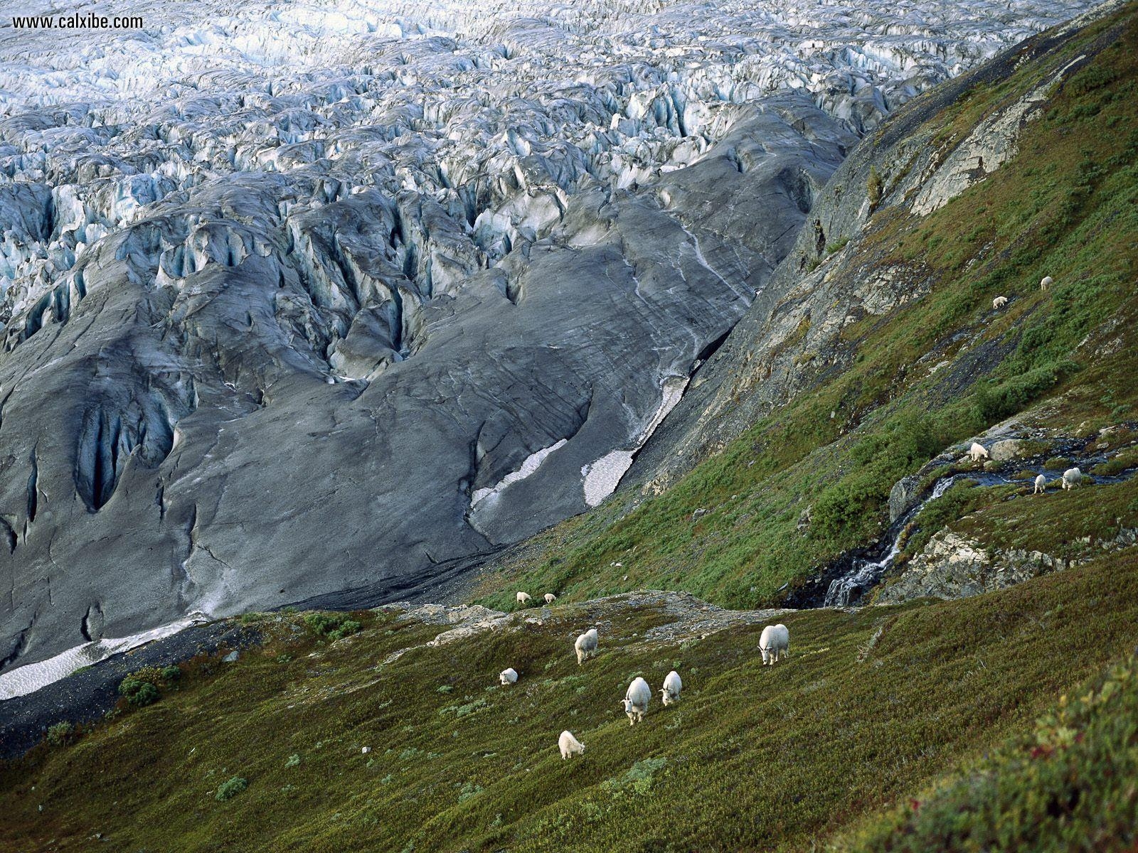 1600x1200 Nature: Mountain Goats Kenai Fjords National Park Alaska, picture, Desktop