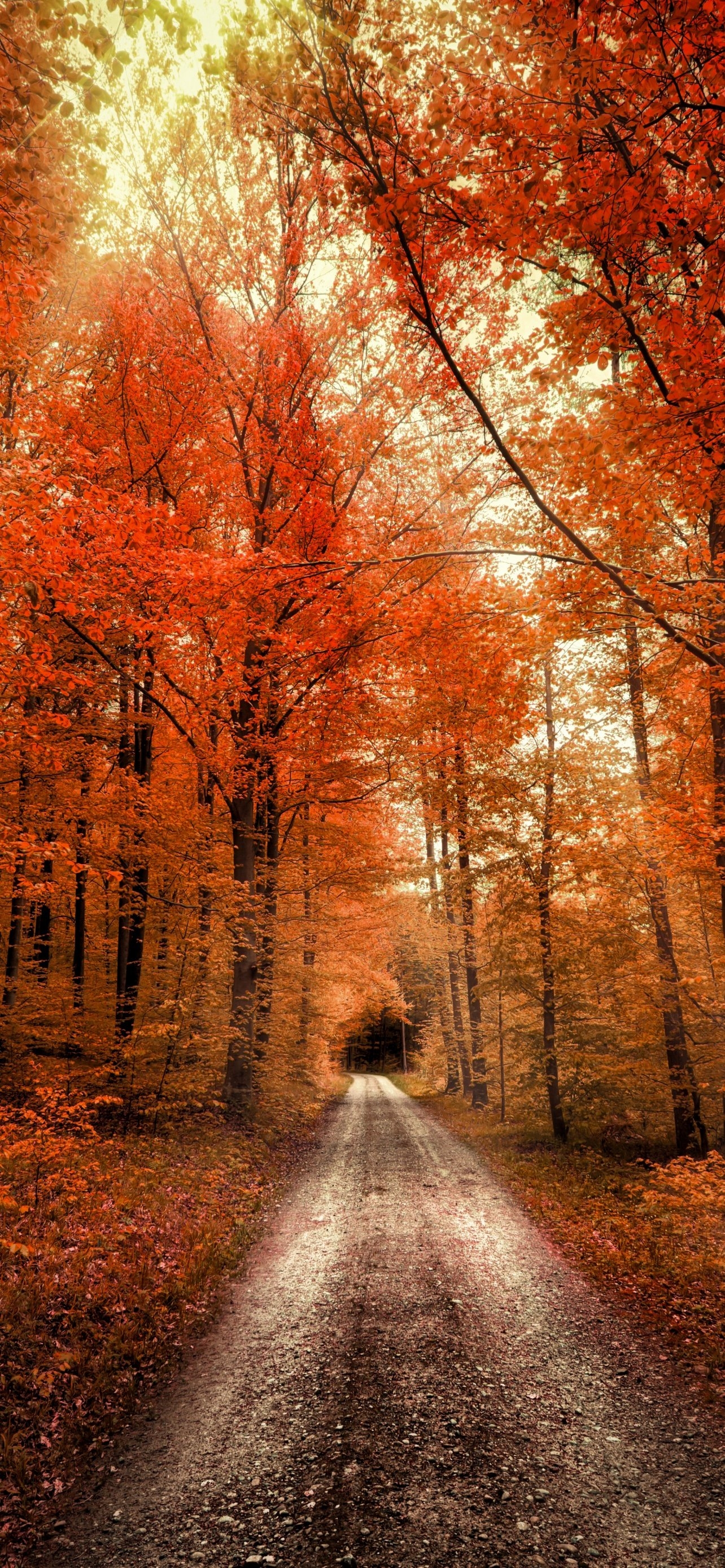 1290x2780 Autumn Forest Wallpaper 4K, Passage, Dirt road, Seasons, Landscape, Scenery, Nature, Phone