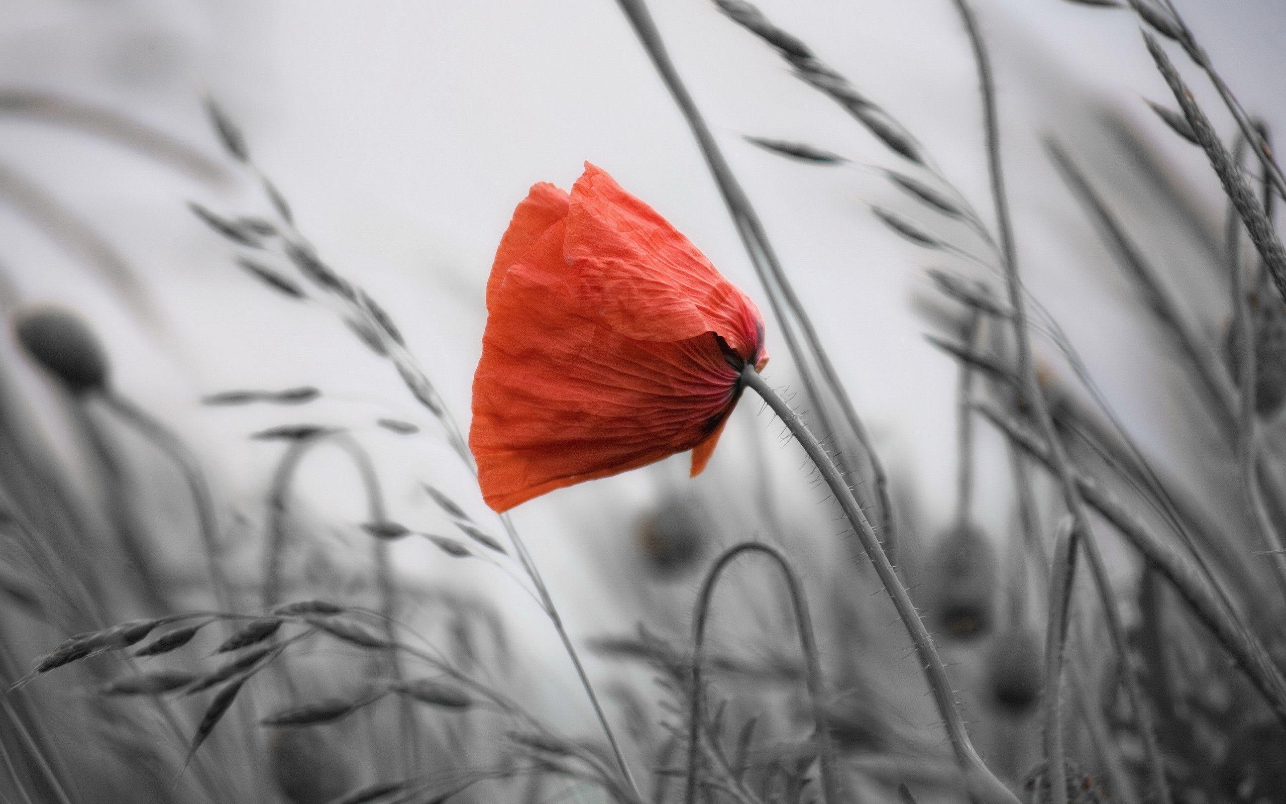 2560x1600 Poppy Wallpaper, Poppy Flower X Widescreen Wallpaper Free Id, Desktop