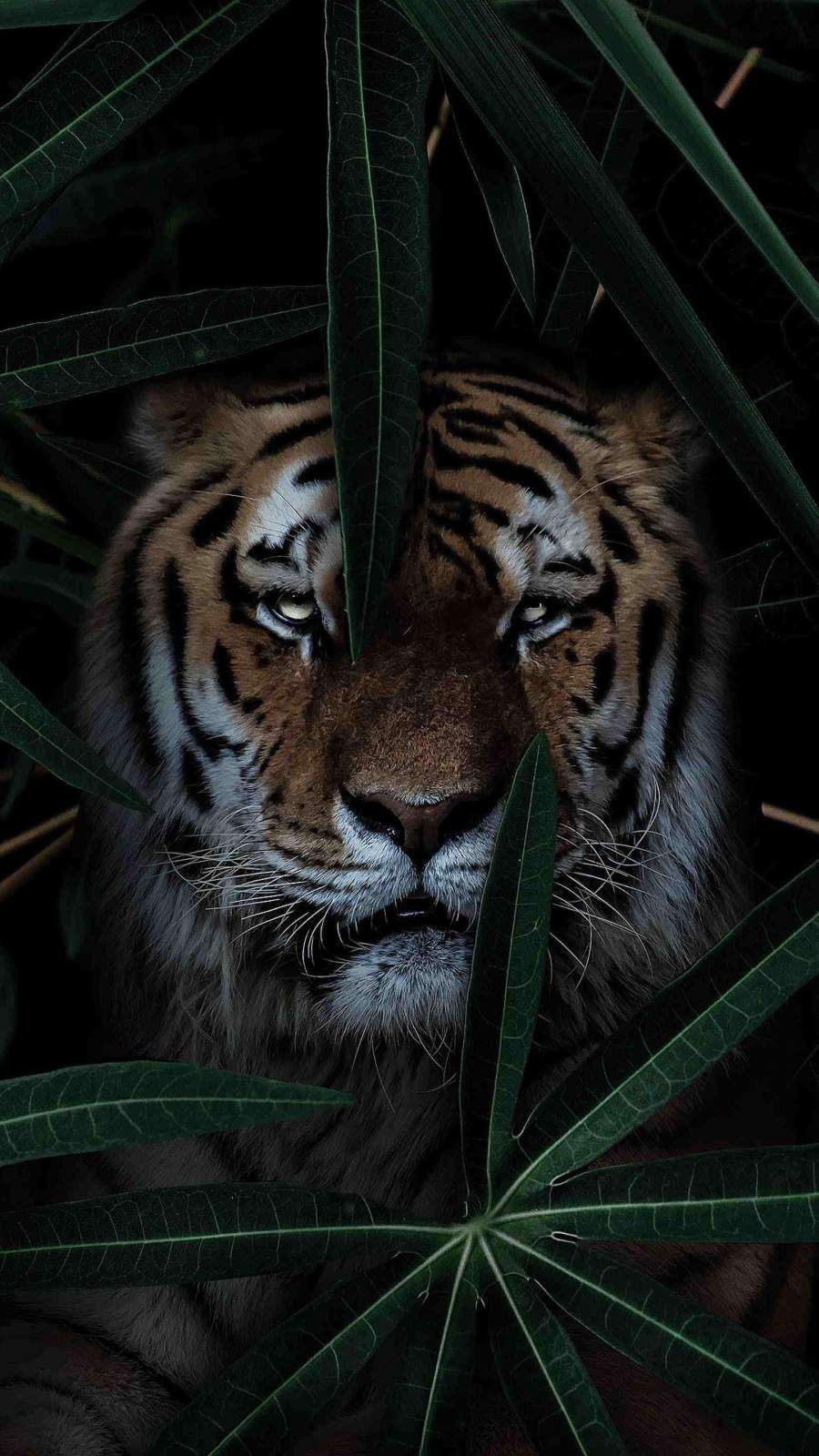 900x1600 Wild Tiger Wallpaper. Tiger wallpaper iphone, Tiger wallpaper, Wild tiger, Phone