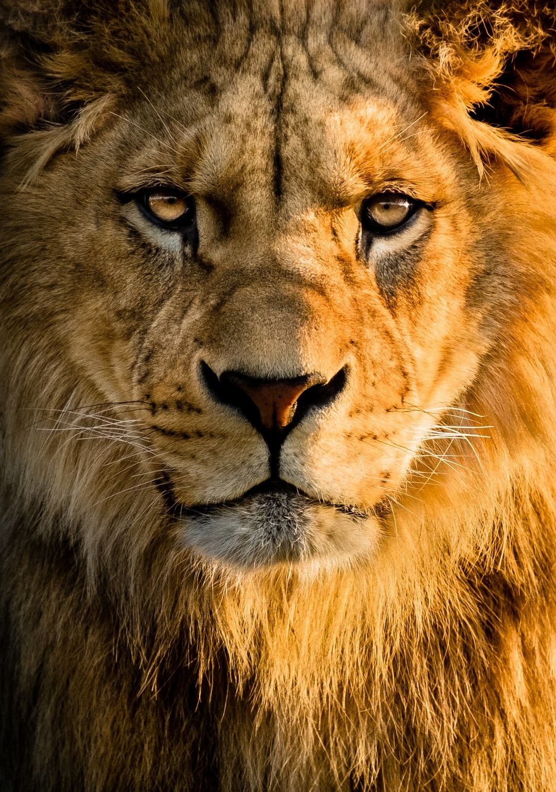 1080x1540 Lion Wallpaper: Free HD Download.com, Phone