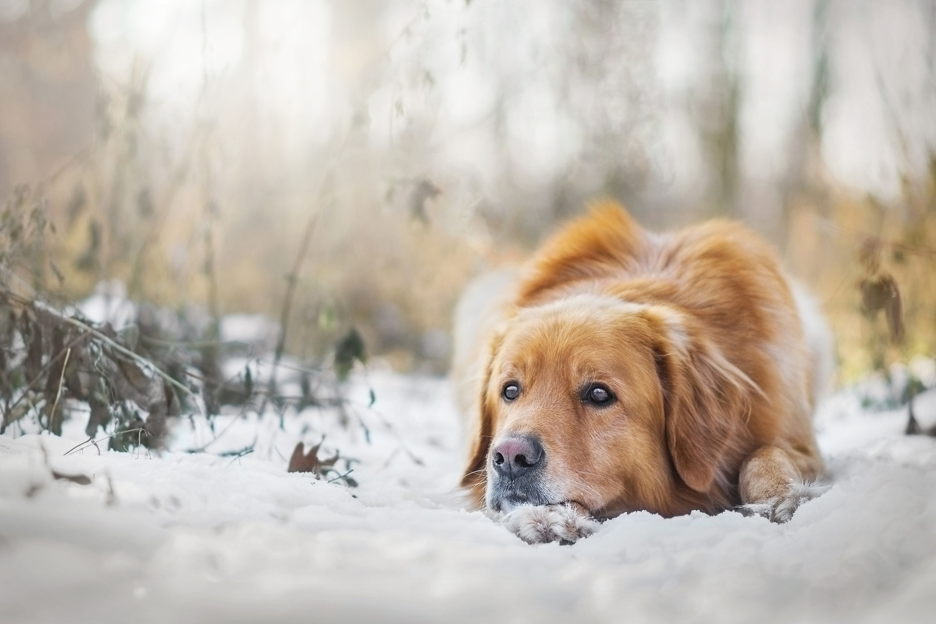 3600x2400 Blur Dog Golden Retriever Muzzle Snow Winter Wallpaper:, Desktop