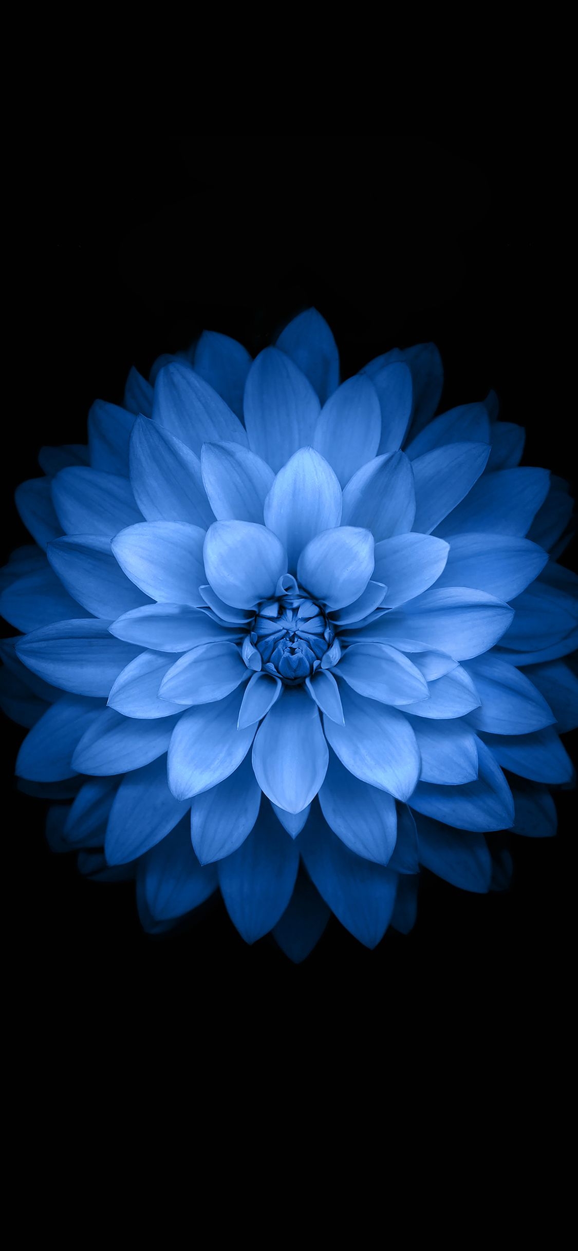 1130x2440 Wallpaper Apple Blue Lotus Iphone6 Plus Ios8 Flower Wallpaper, Phone