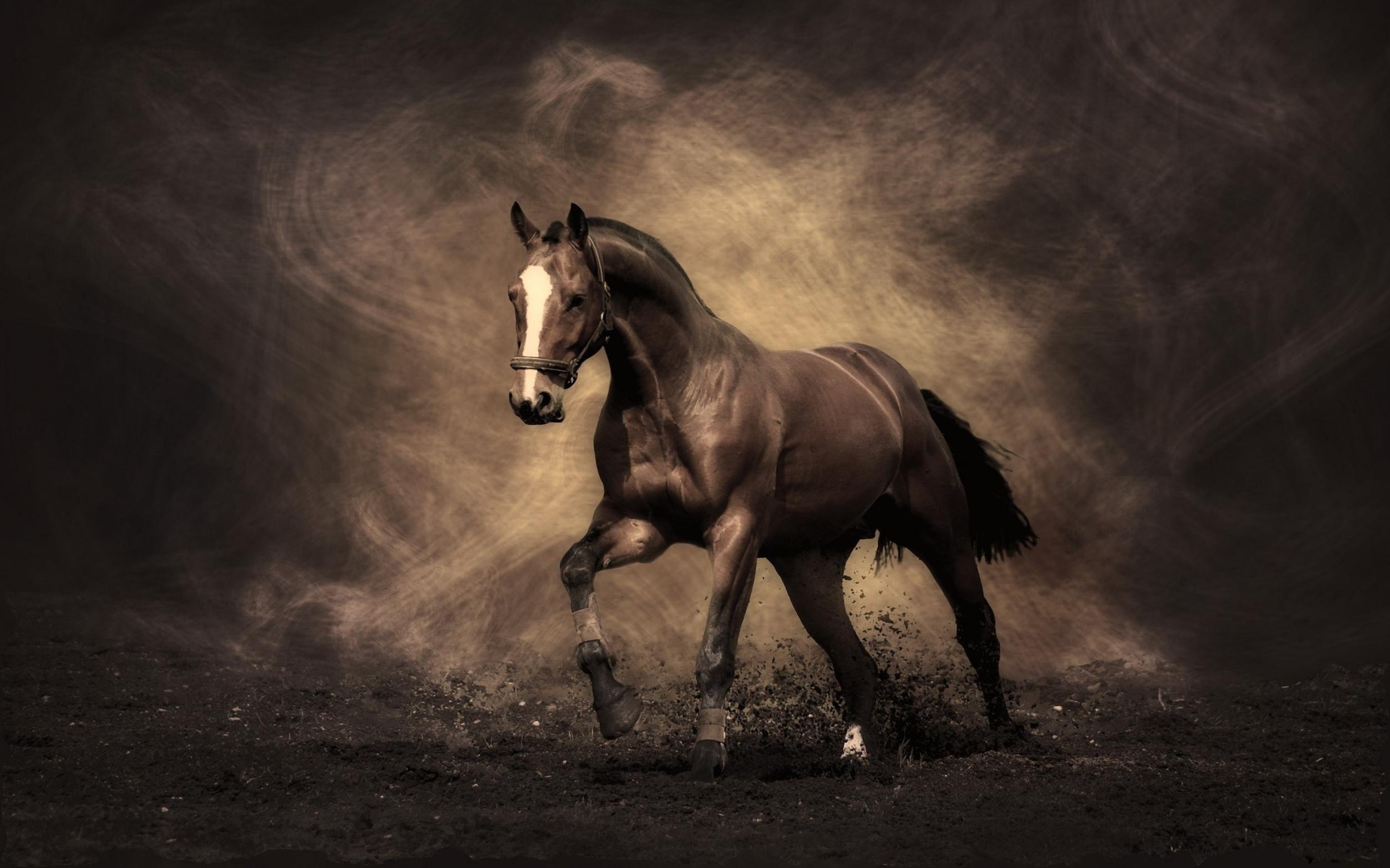 2500x1570 Horse wallpaper free download HD Wallpaper, Desktop