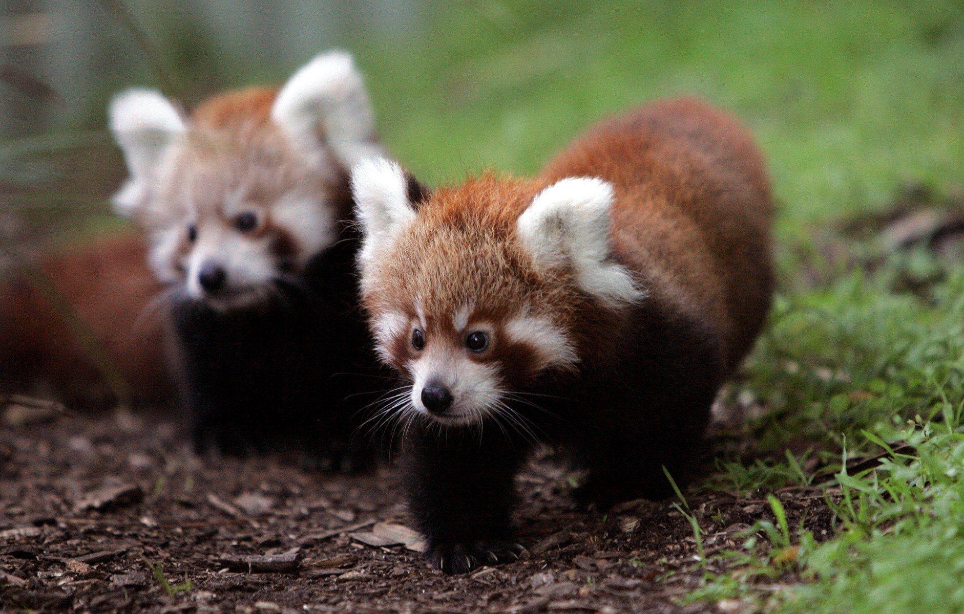 1890x1200 Baby Red Panda Wallpaper, Desktop