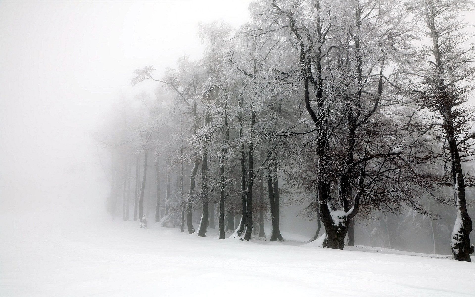 1920x1200 Beautiful winter forest. See nature widescreen background for your desktop. Forest, Desktop