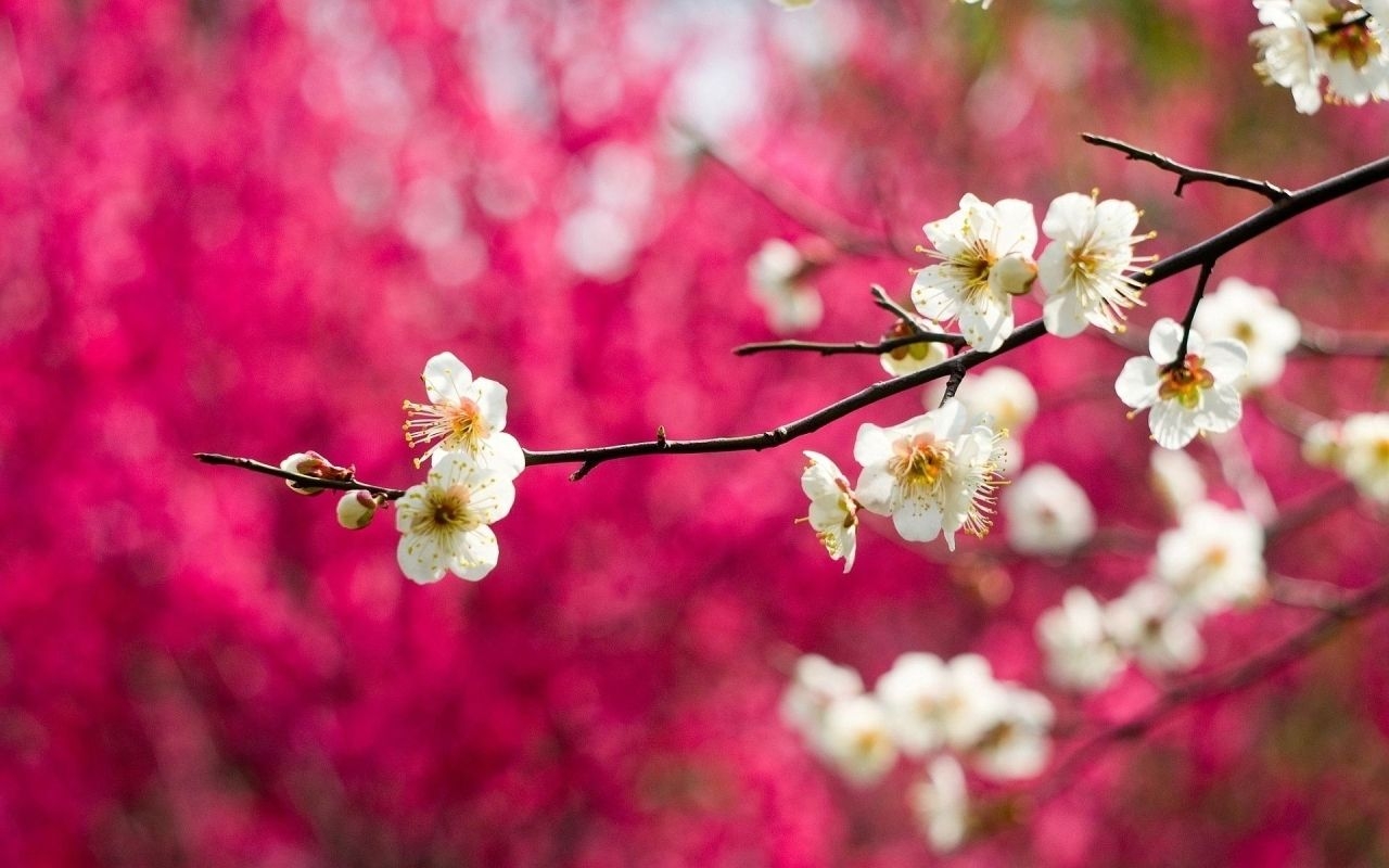 1280x800 Spring White Blooms MacBook Air Wallpaper Download, Desktop