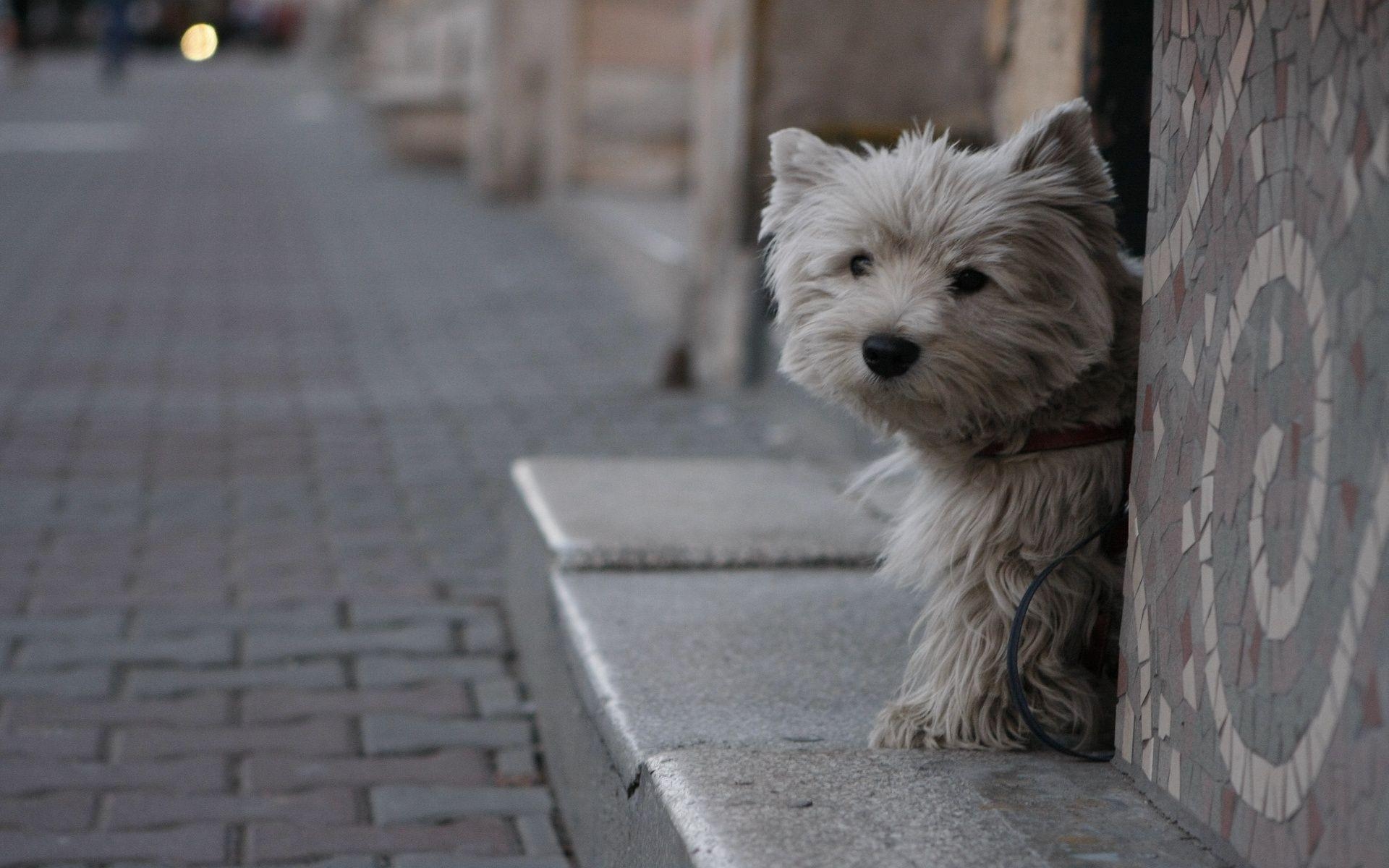 1920x1200 Adorable Yorkie Puppies, High Definition, High Quality, Desktop