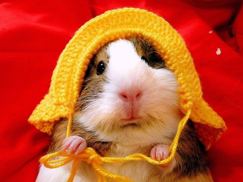 1030x770 › Guinea Pig Wallpaper, Desktop