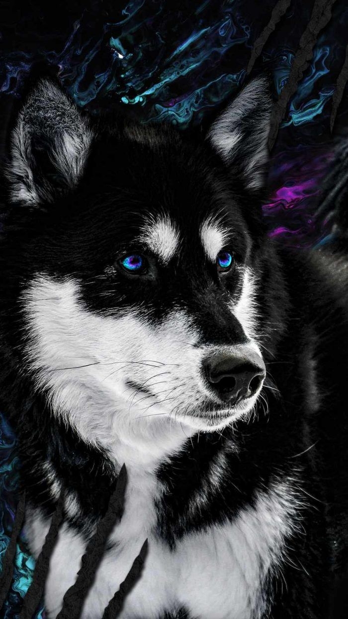 700x1250 Glowing Dream Wallpaper, iPhone Wallpaper. Dog wallpaper iphone, Husky dogs, Wolf wallpaper, Phone