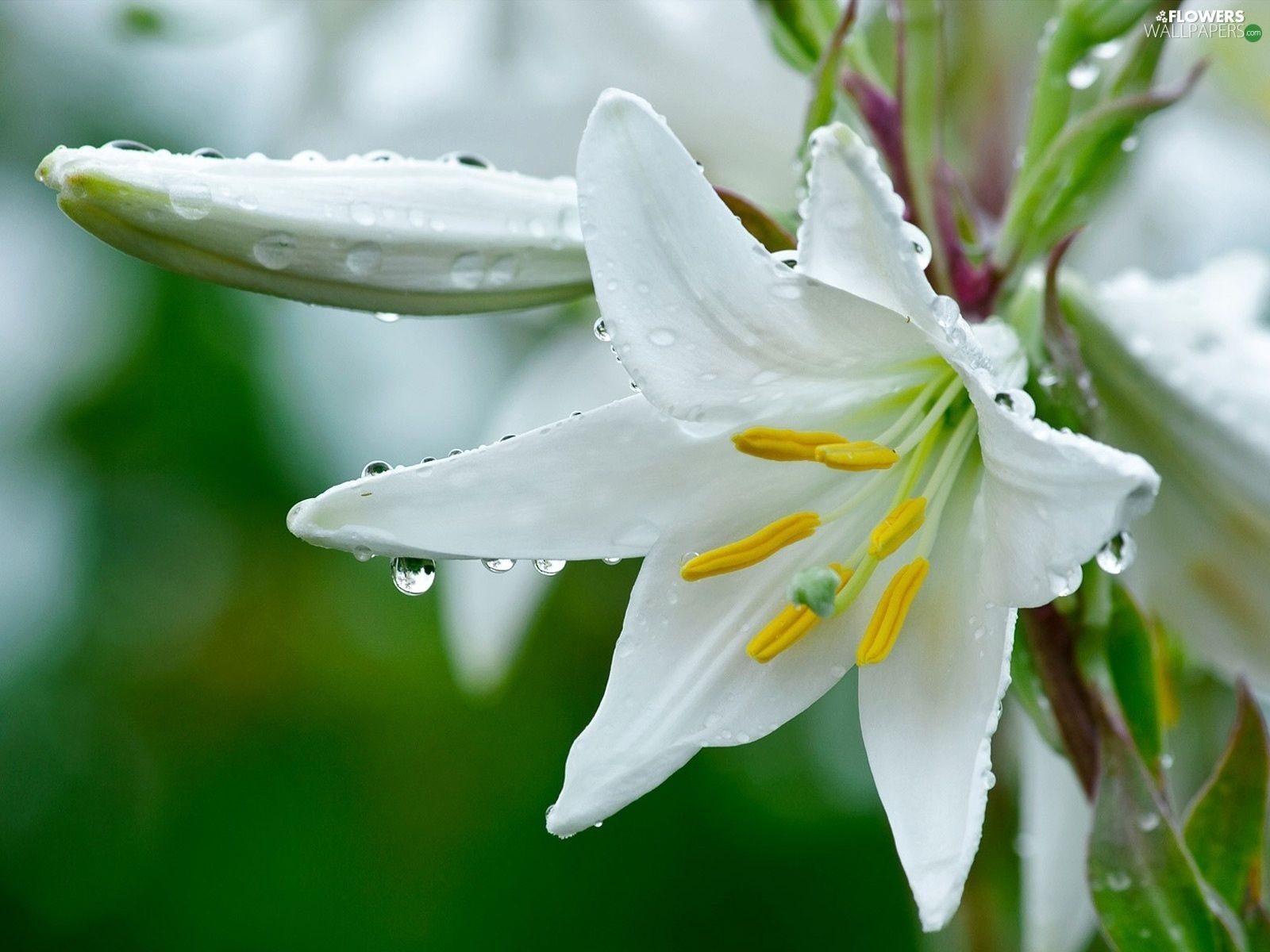 1600x1200 White, drops, water, Lily wallpaper:, Desktop