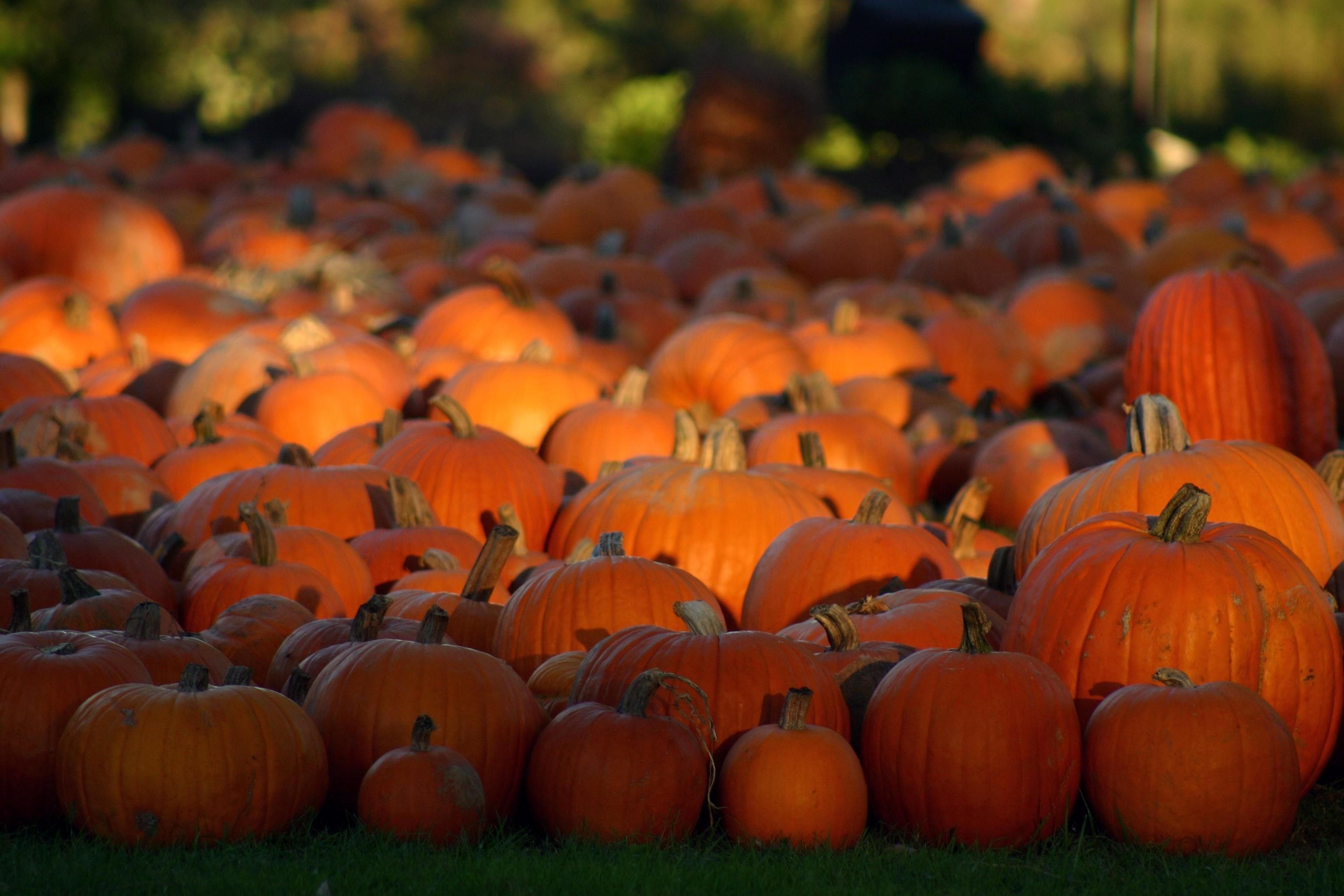 3080x2050 Fall Pumpkin Wallpaper, Desktop