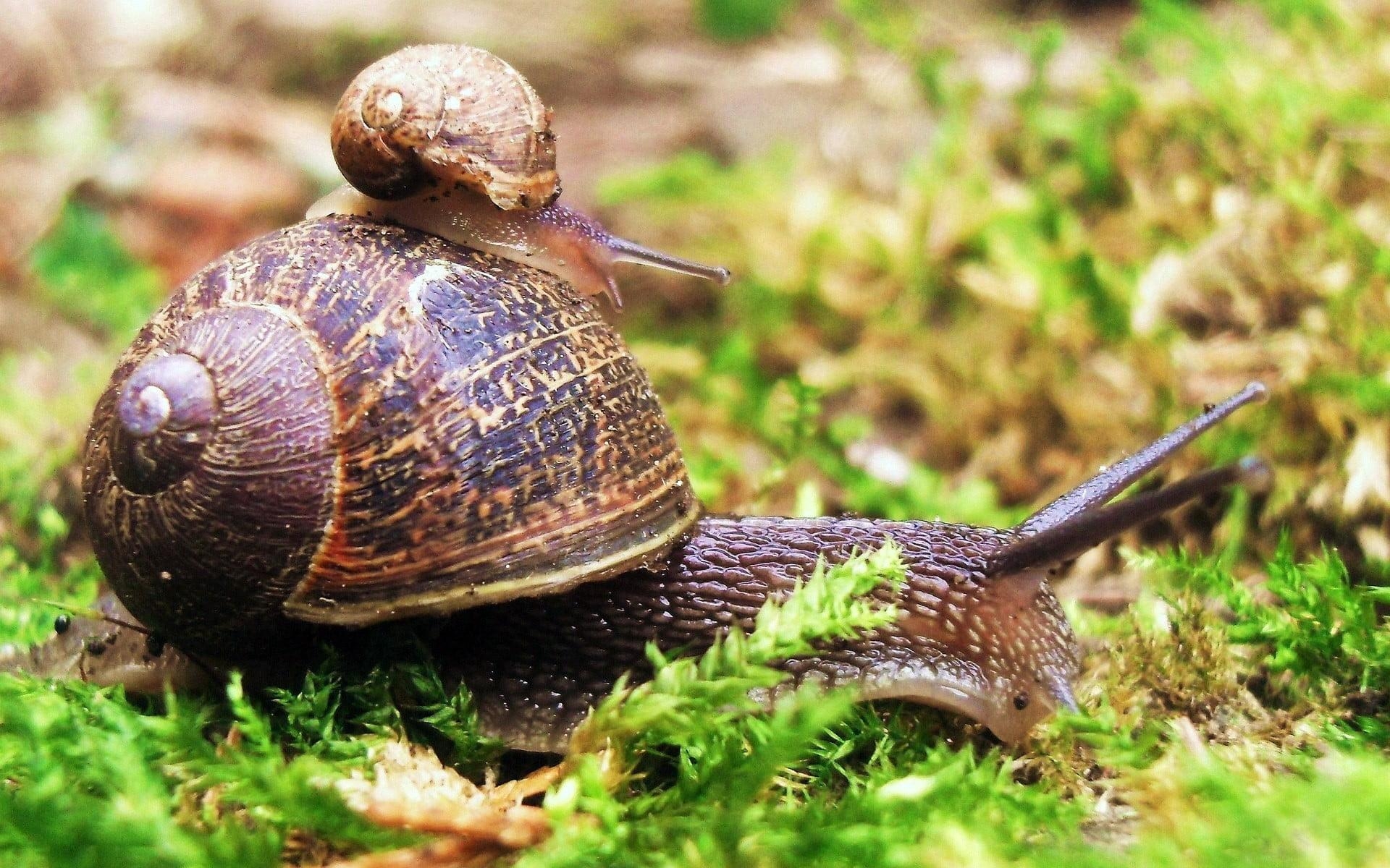 1920x1200 African garden snail on green grass HD wallpaper. Wallpaper, Desktop