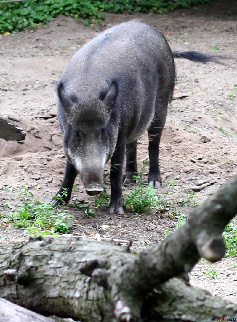 800x1090 year of the pig peccary winter № 46045, Phone