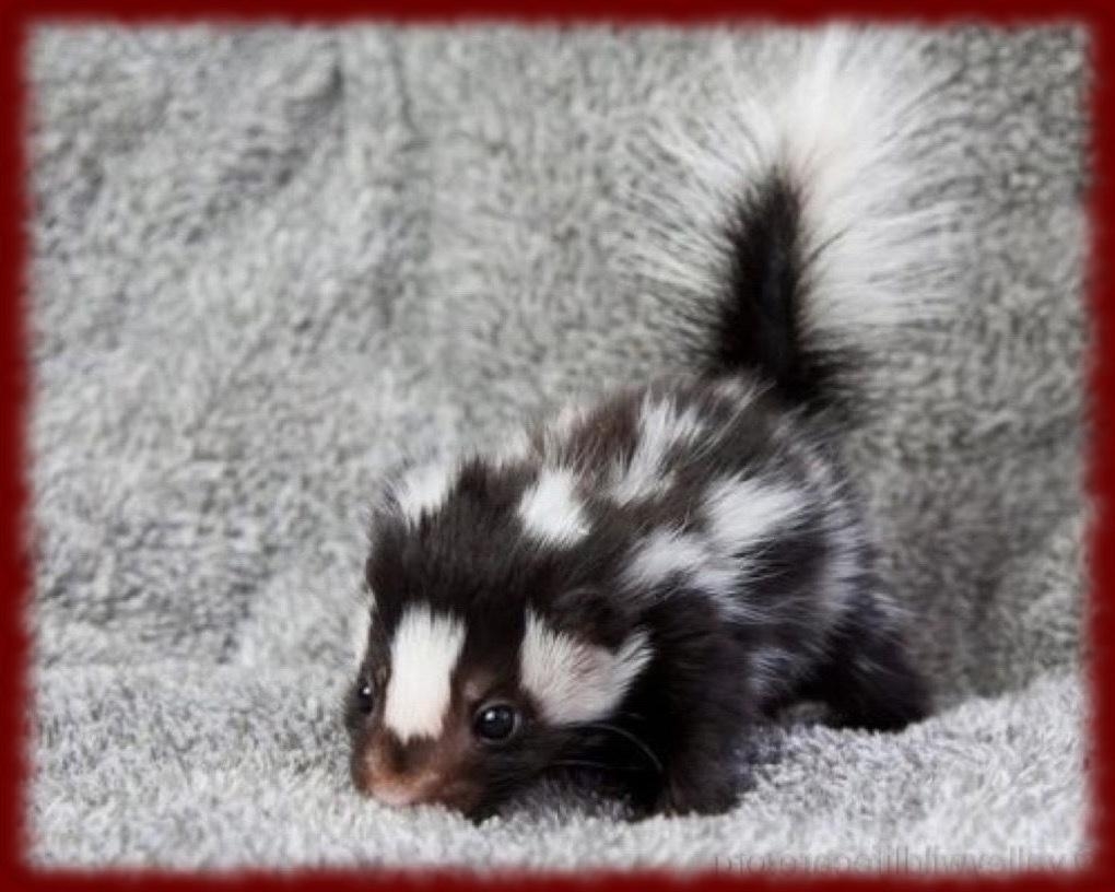 1020x820 Cute Skunks wallpaper for Android, Desktop