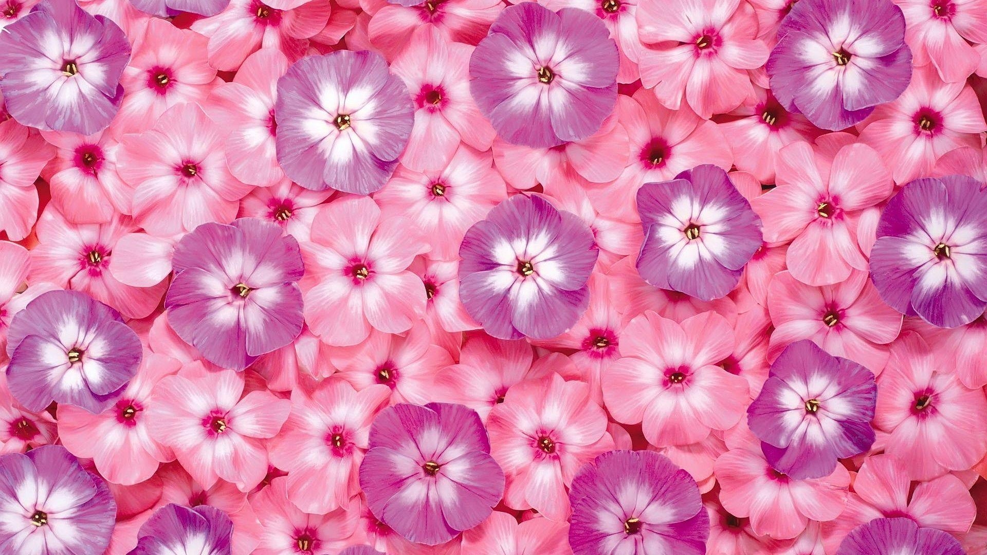 1920x1080 pink_flowers_wallpaper_hd, Desktop