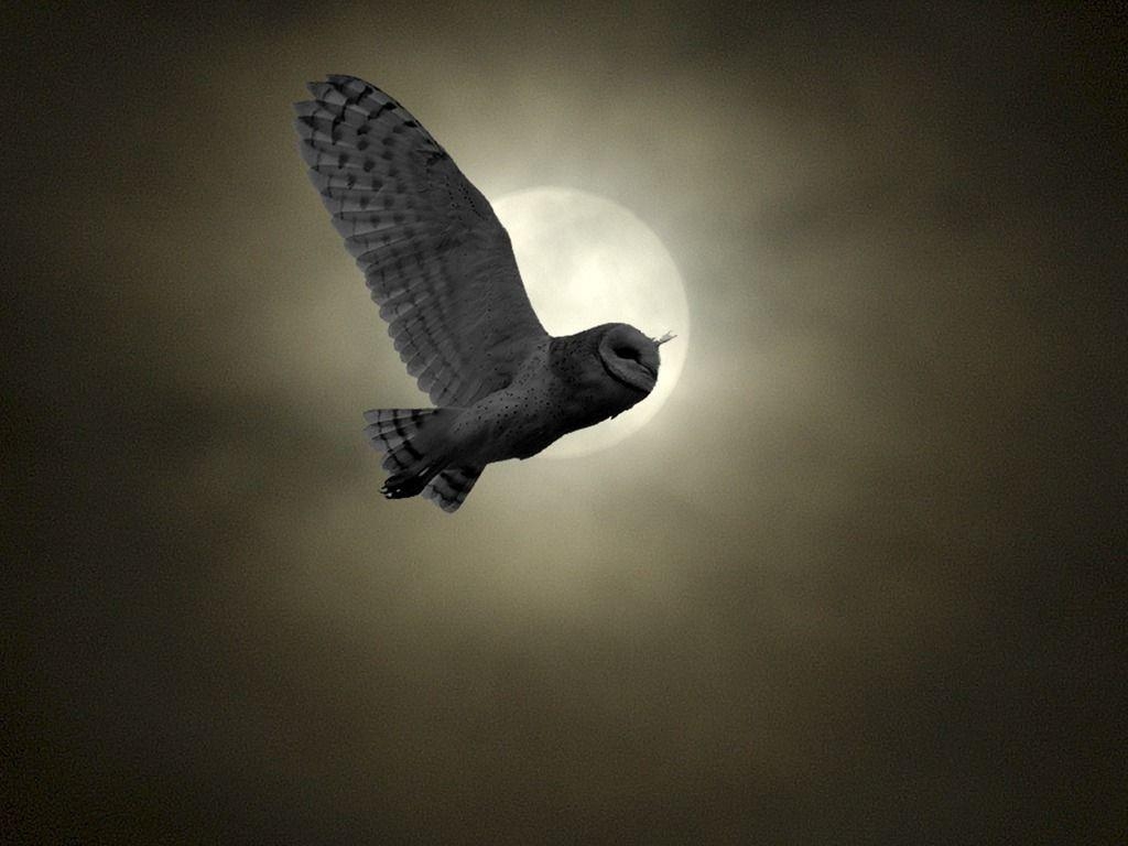 1030x770 Barn Owl Flying, Desktop