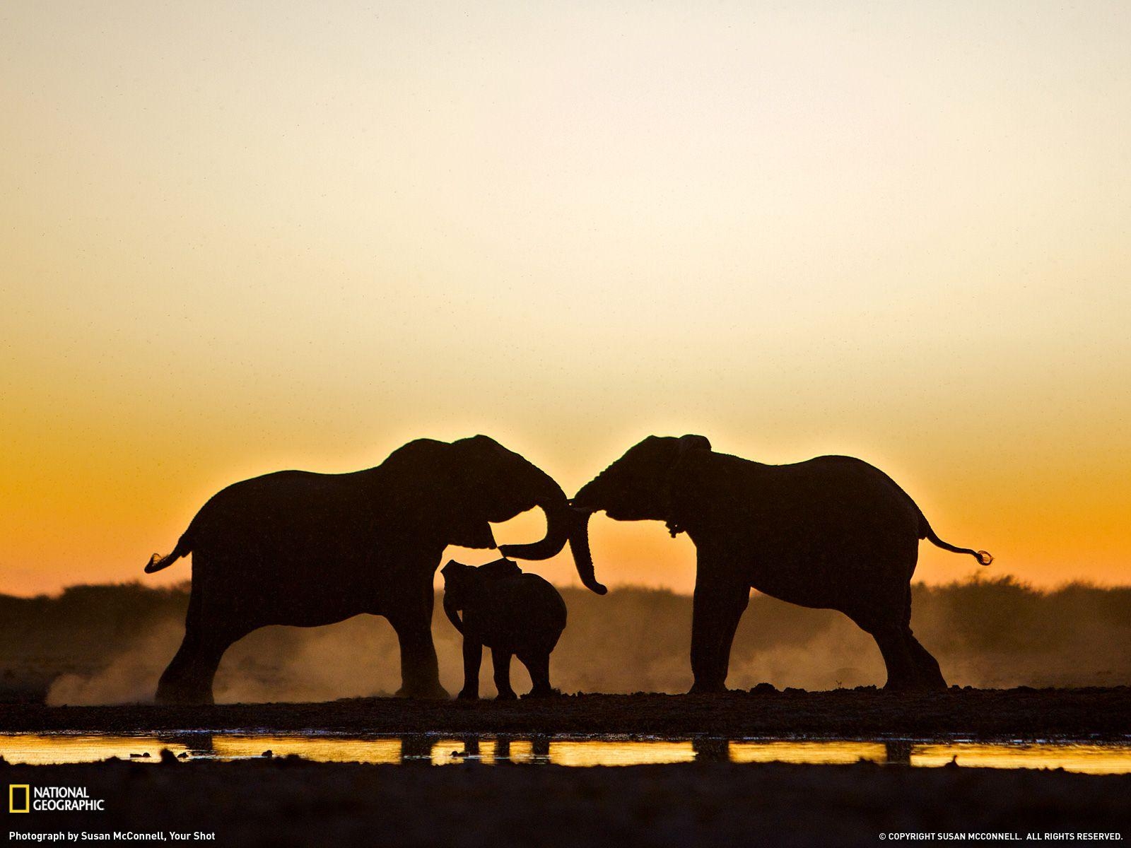 1600x1200 Elephant Trio, Namibia, Desktop