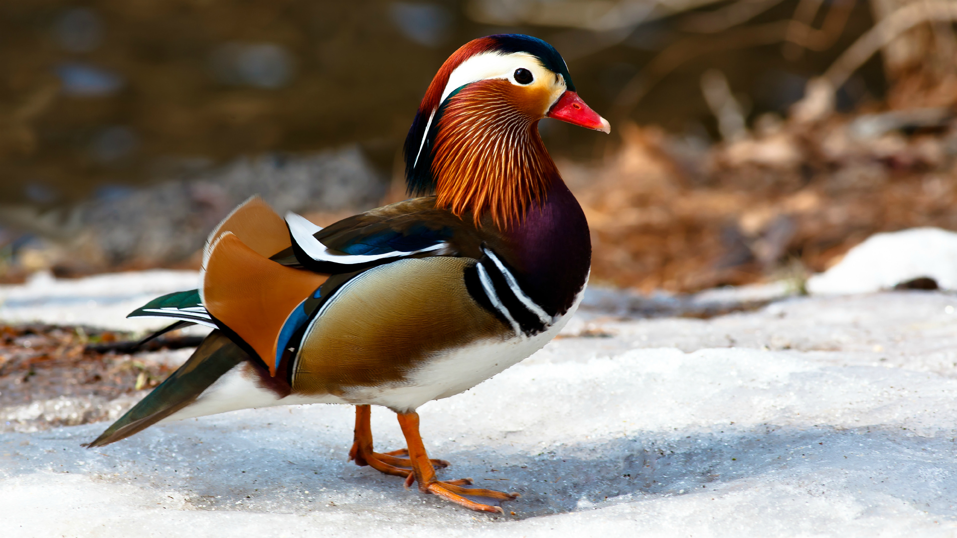 1920x1080 Mandarin Duck HD Wallpaper, Desktop