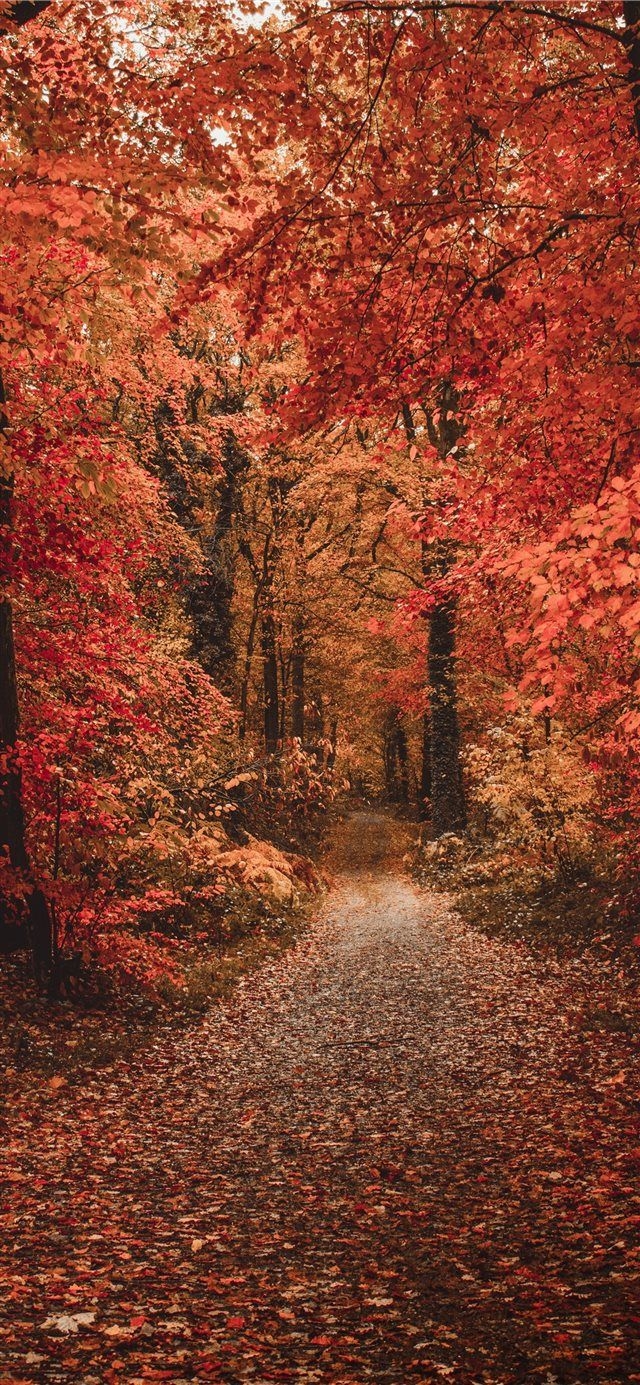 640x1390 wallpaper iPhone X wallpaper. Fall picture nature, Autumn photography, Cute fall wallpaper, Phone