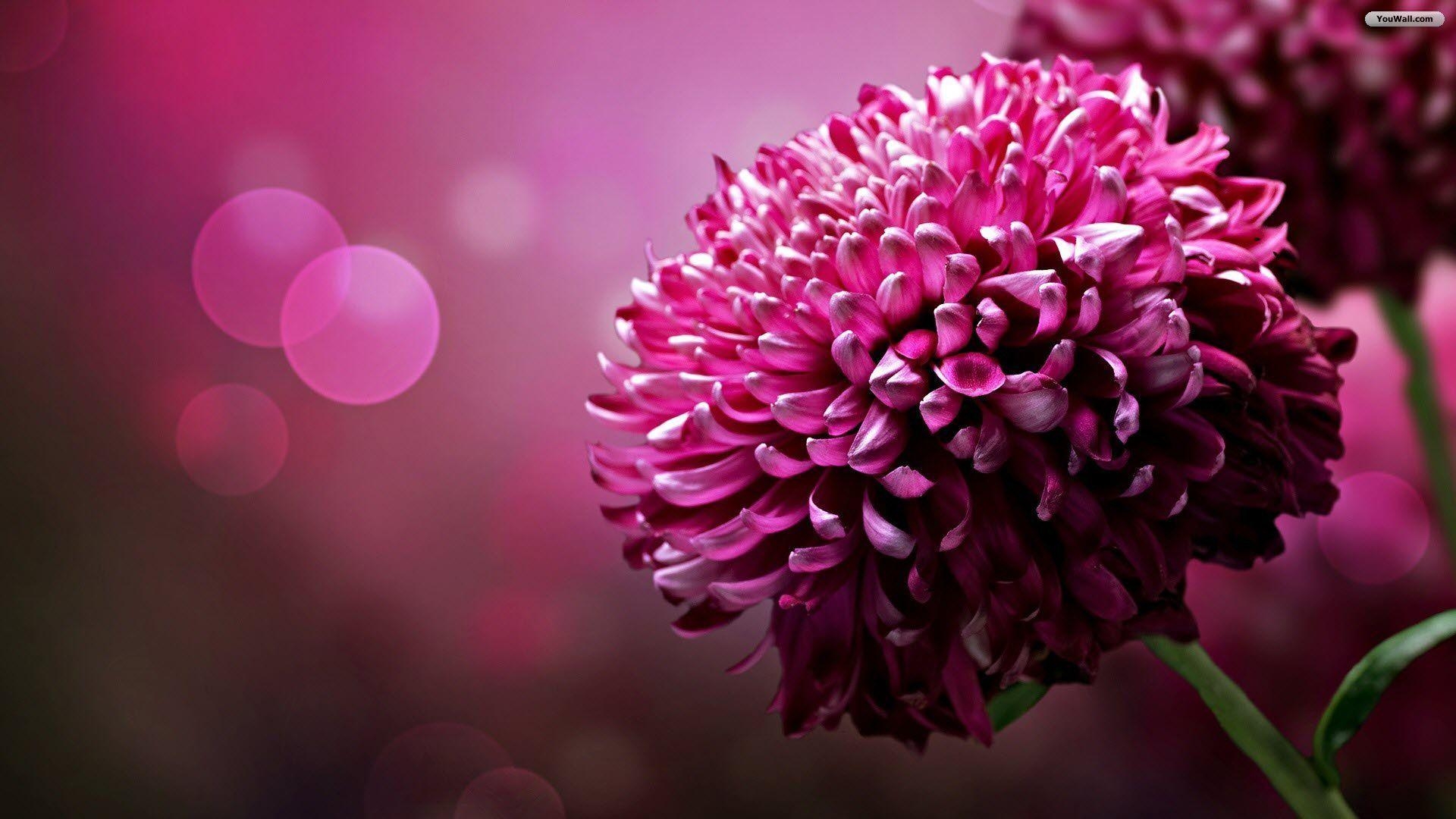 1920x1080 Purple Flower HD Wallpaper, Desktop