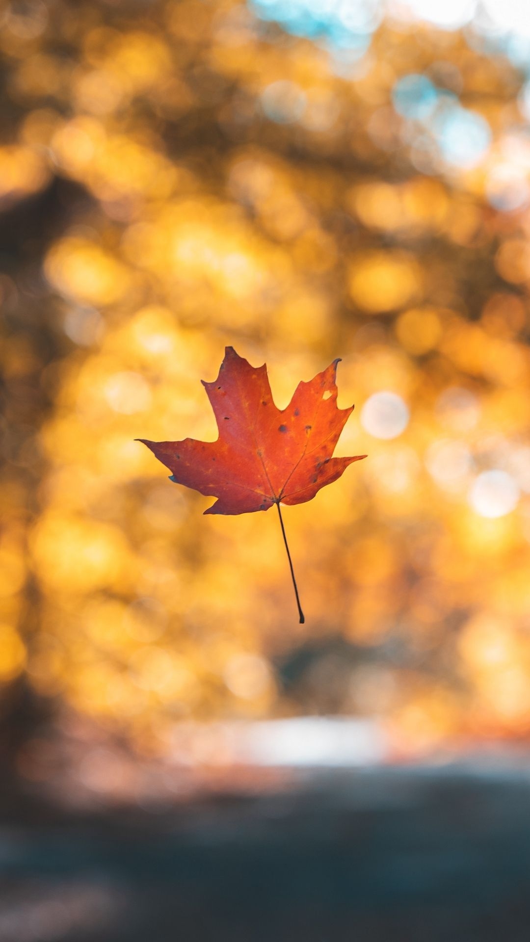 1080x1920 Leaf Maple Autumn Wallpaper - [], Phone