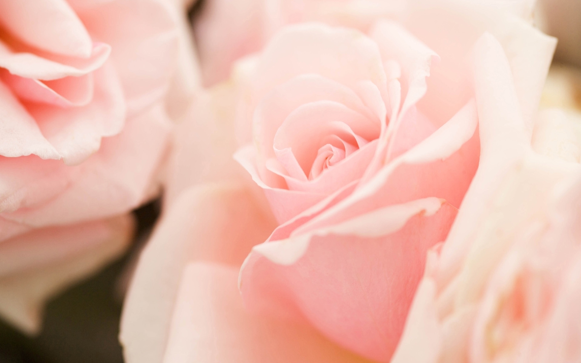 1920x1200 Light Pink Flowers, Desktop