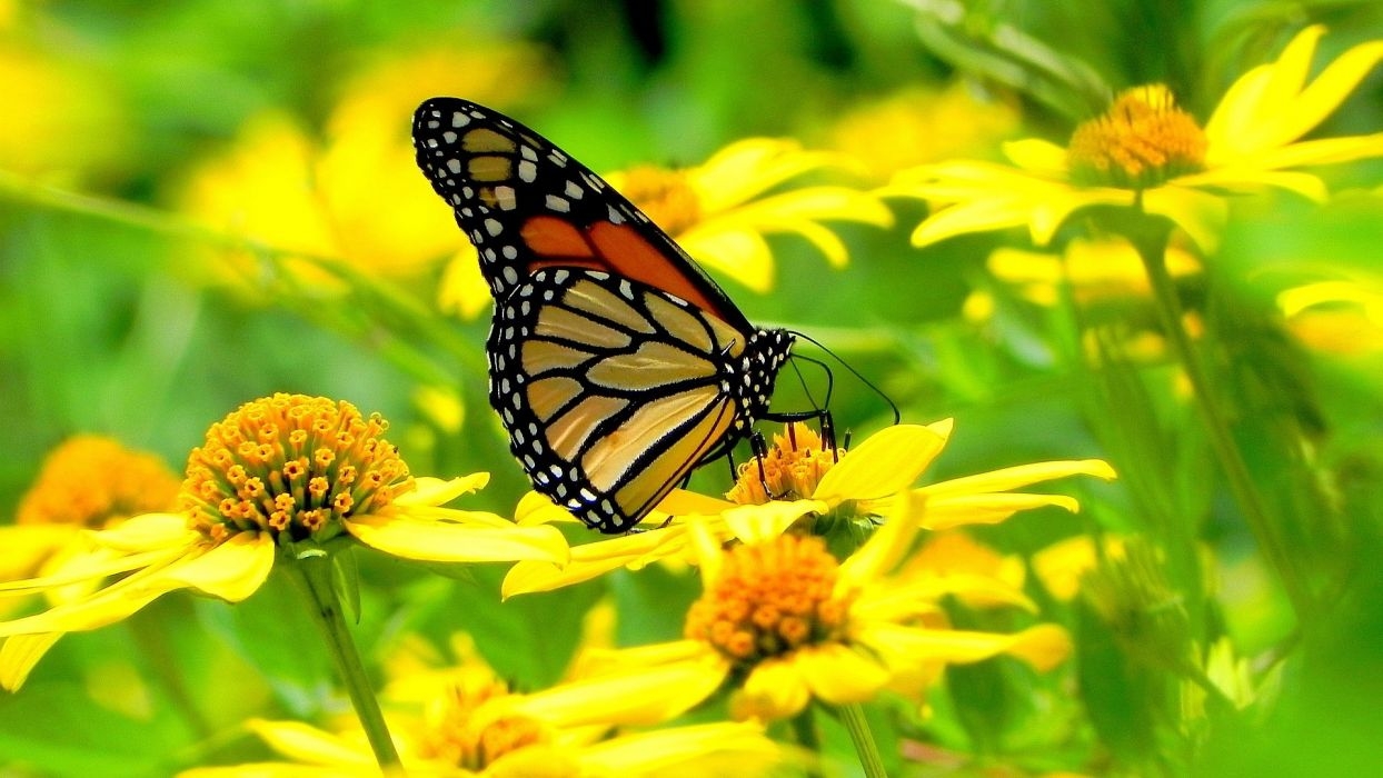 1250x700 Yellow Flowers and Butterflies Wallpaper Free Yellow Flowers and Butterflies Background, Desktop