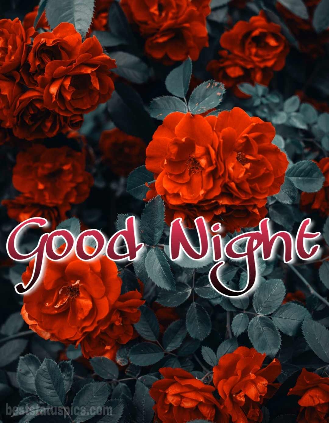 1080x1390 Goodnight Rose Picture Cute Good Night HD Wallpaper, Phone