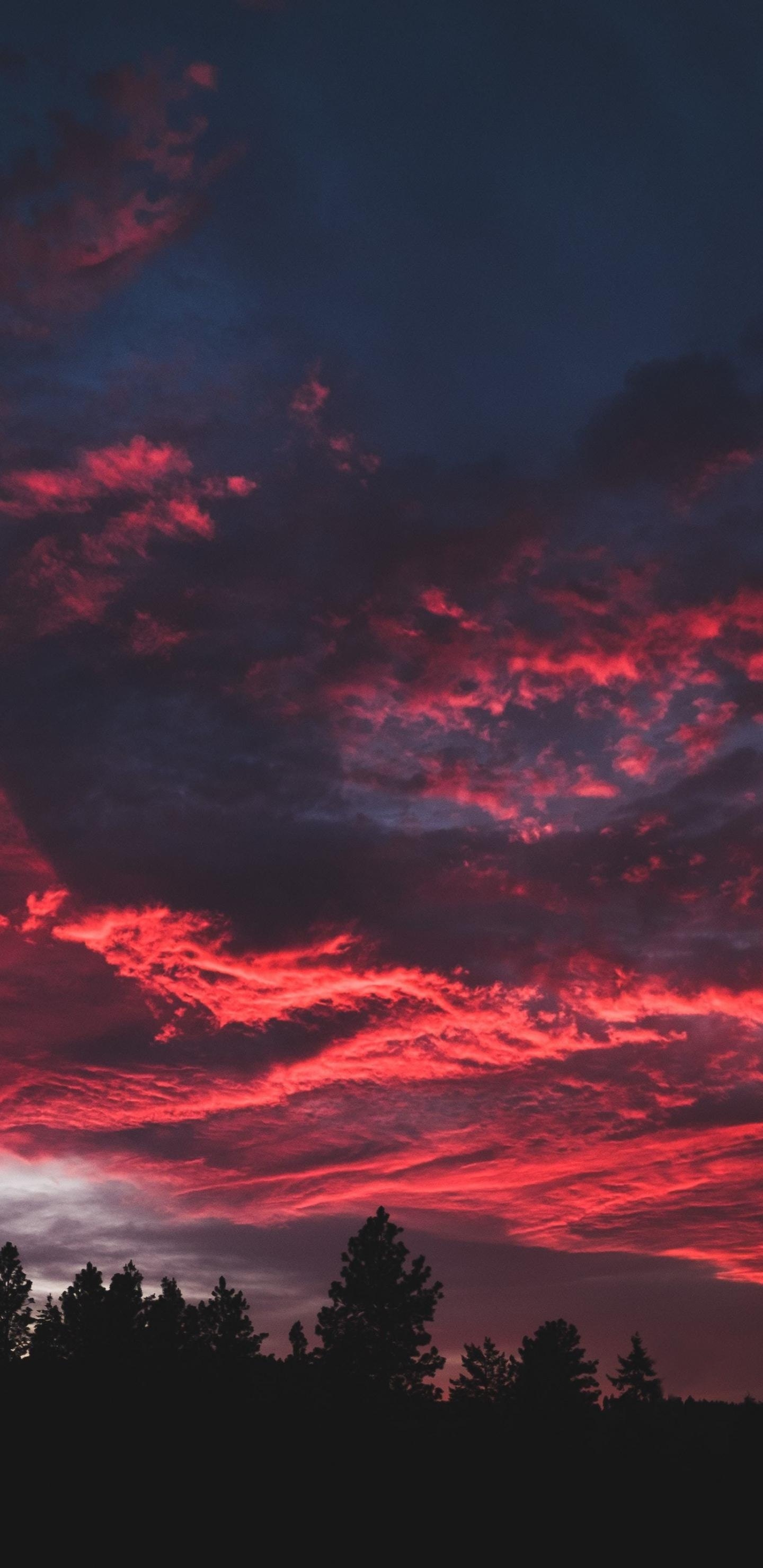 1440x2960 Download  wallpaper colorful, clouds, sunset, dark, tree, Phone