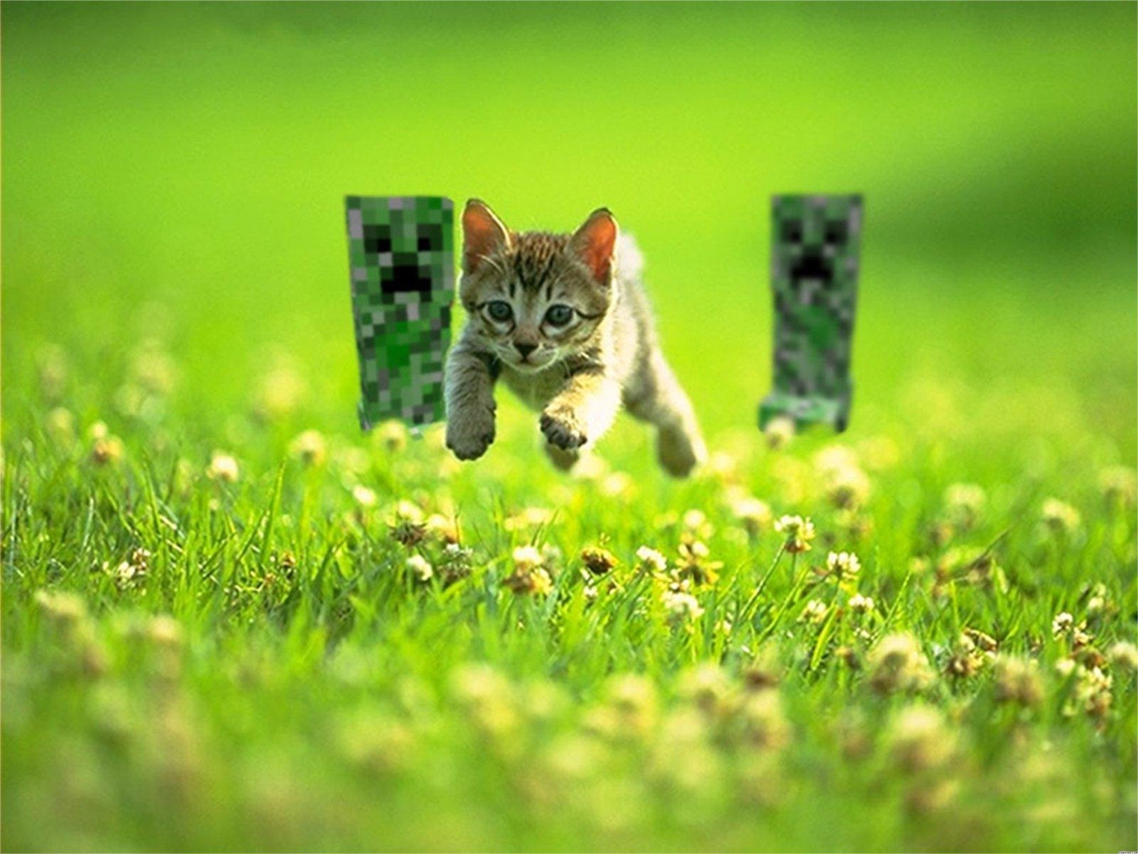 1600x1200 Cats Minecraft wallpaper, Desktop