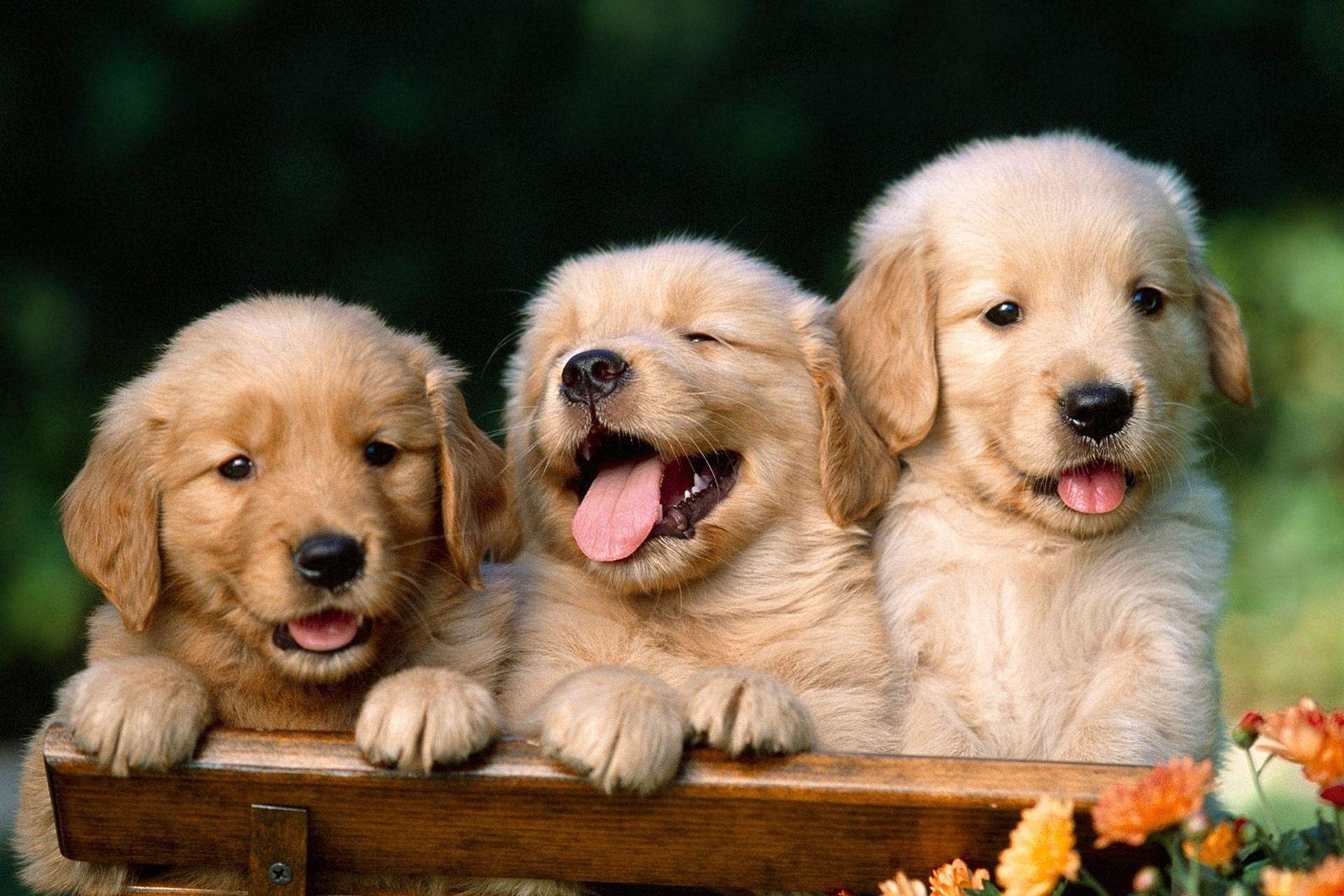 1920x1280 Puppies High Definition Wallpaper Free Download, Desktop