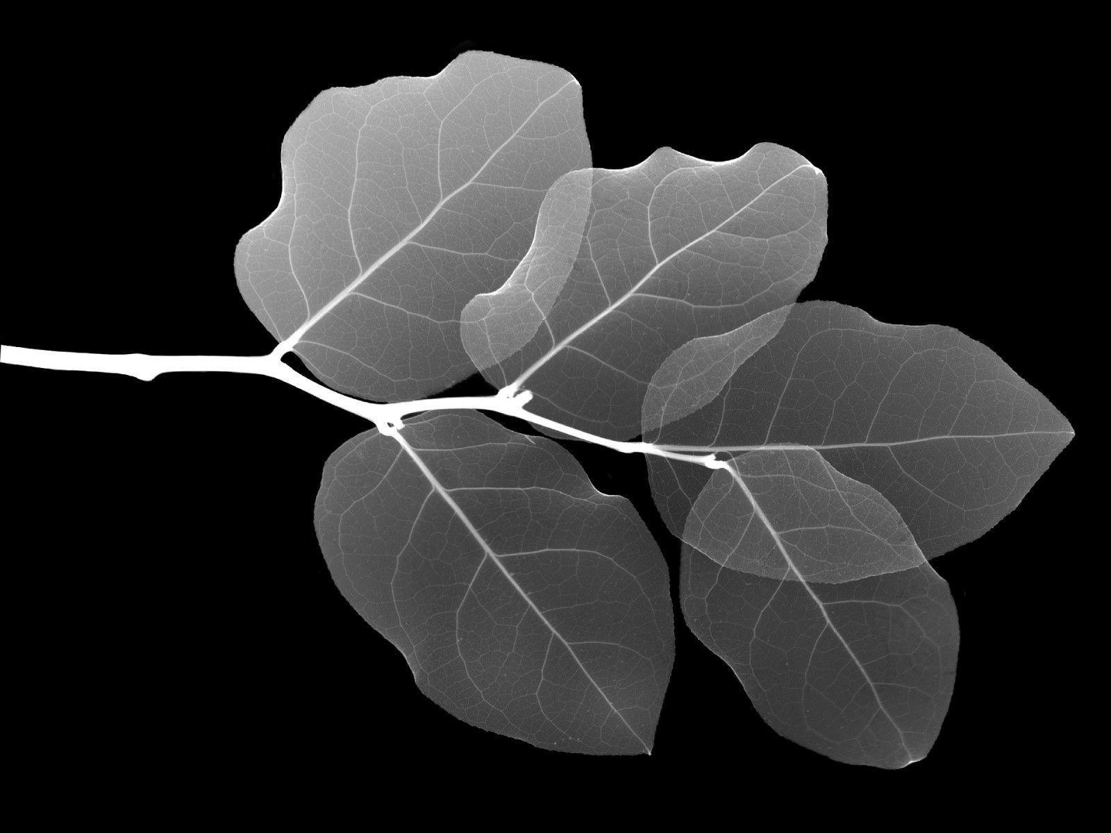 1600x1200 Leaf X Ray Desktop PC And Mac Wallpaper, Desktop