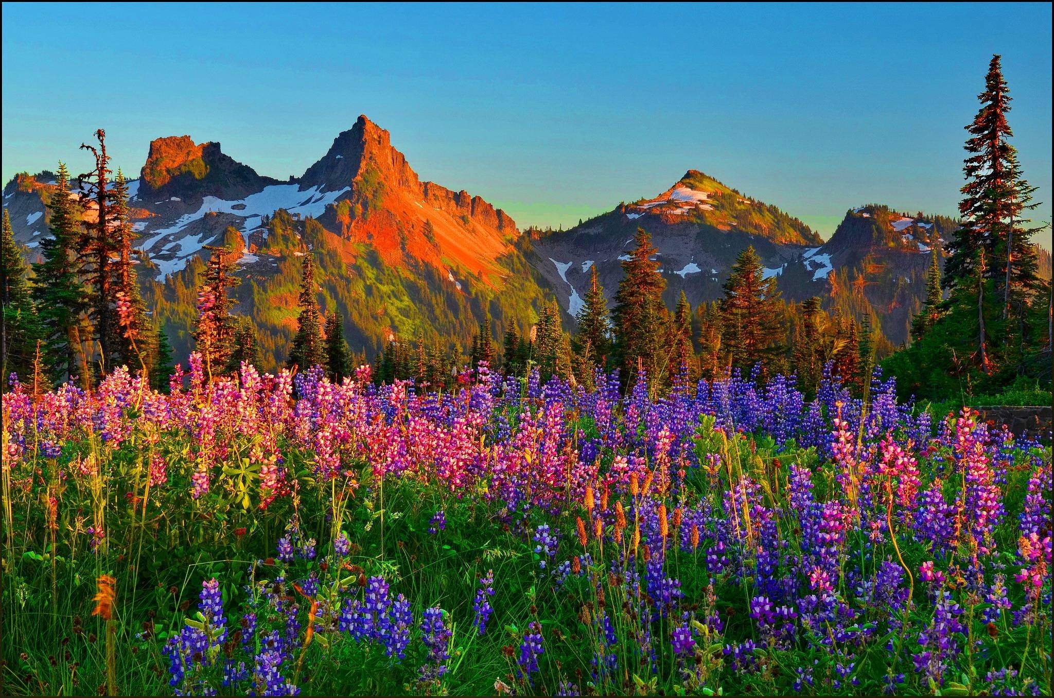 2050x1360 Mountain Wildflowers Wallpaper, Desktop