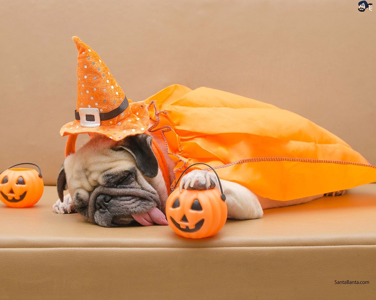 1280x1030 A dog dressed up for Halloween celebrations, Desktop