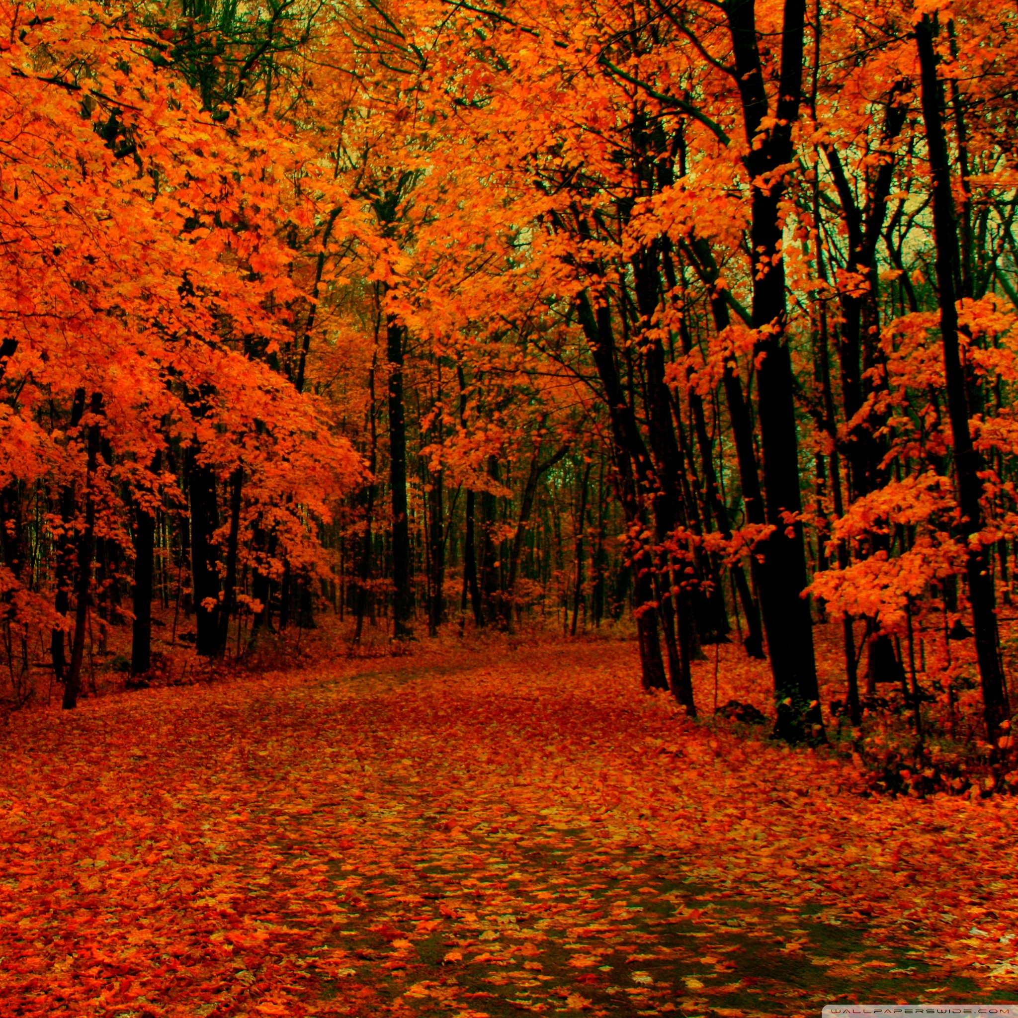 2050x2050 Fall Wallpaper For iPad, Phone