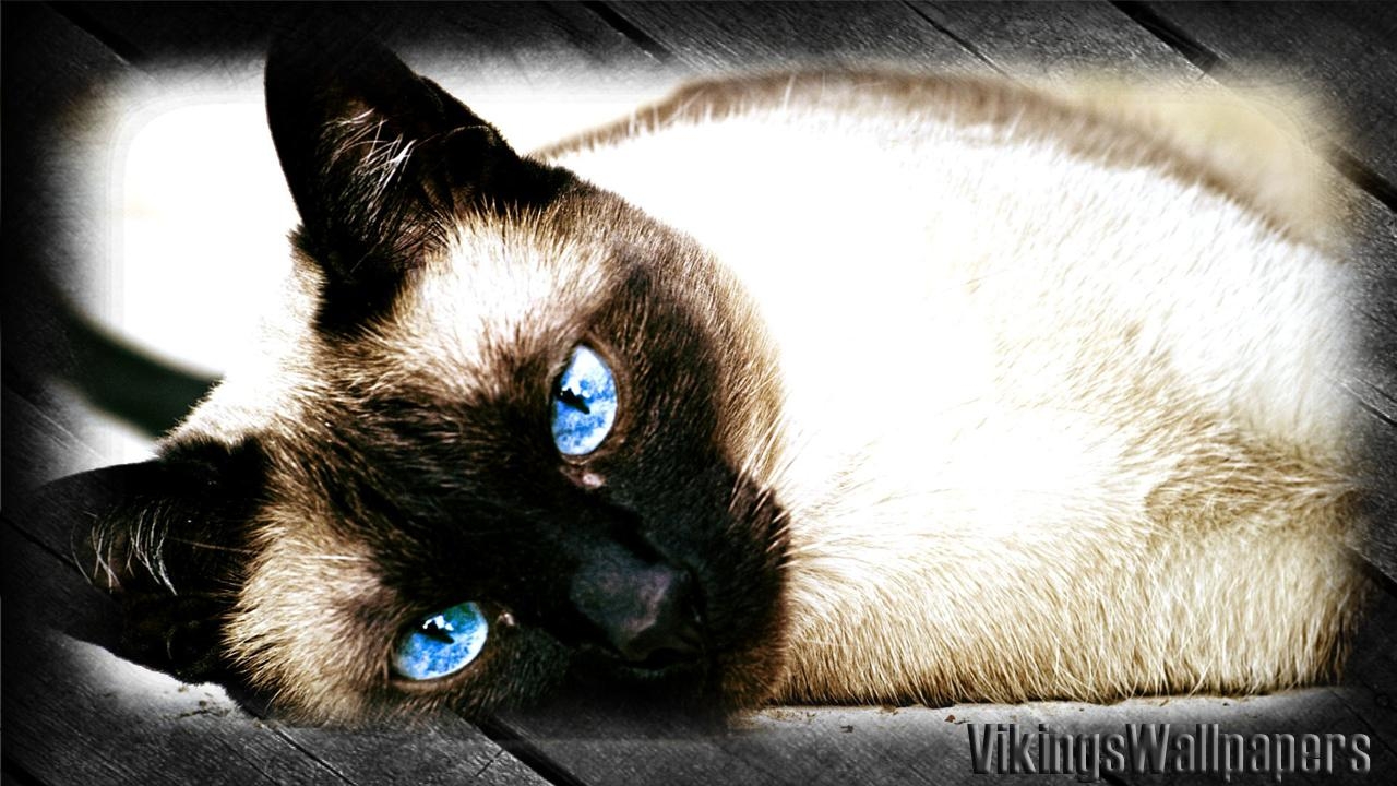 1280x720 Siamese Cat Wallpaper for Android, Desktop