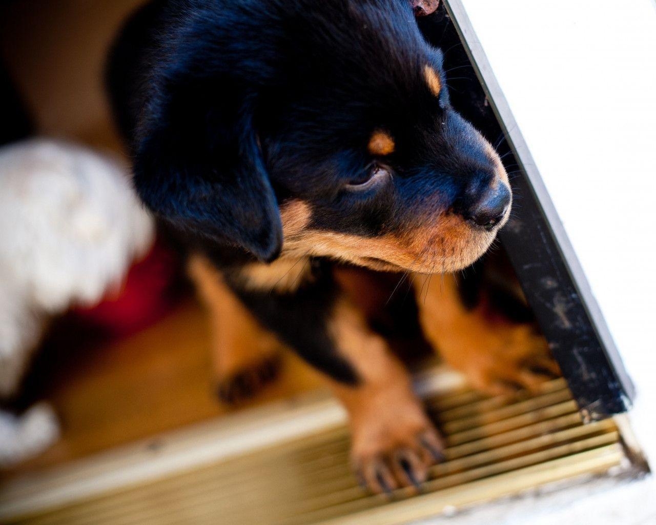 1280x1030 Rottweiler Puppy Wallpaper Free. All Puppies Picture and Wallpaper, Desktop