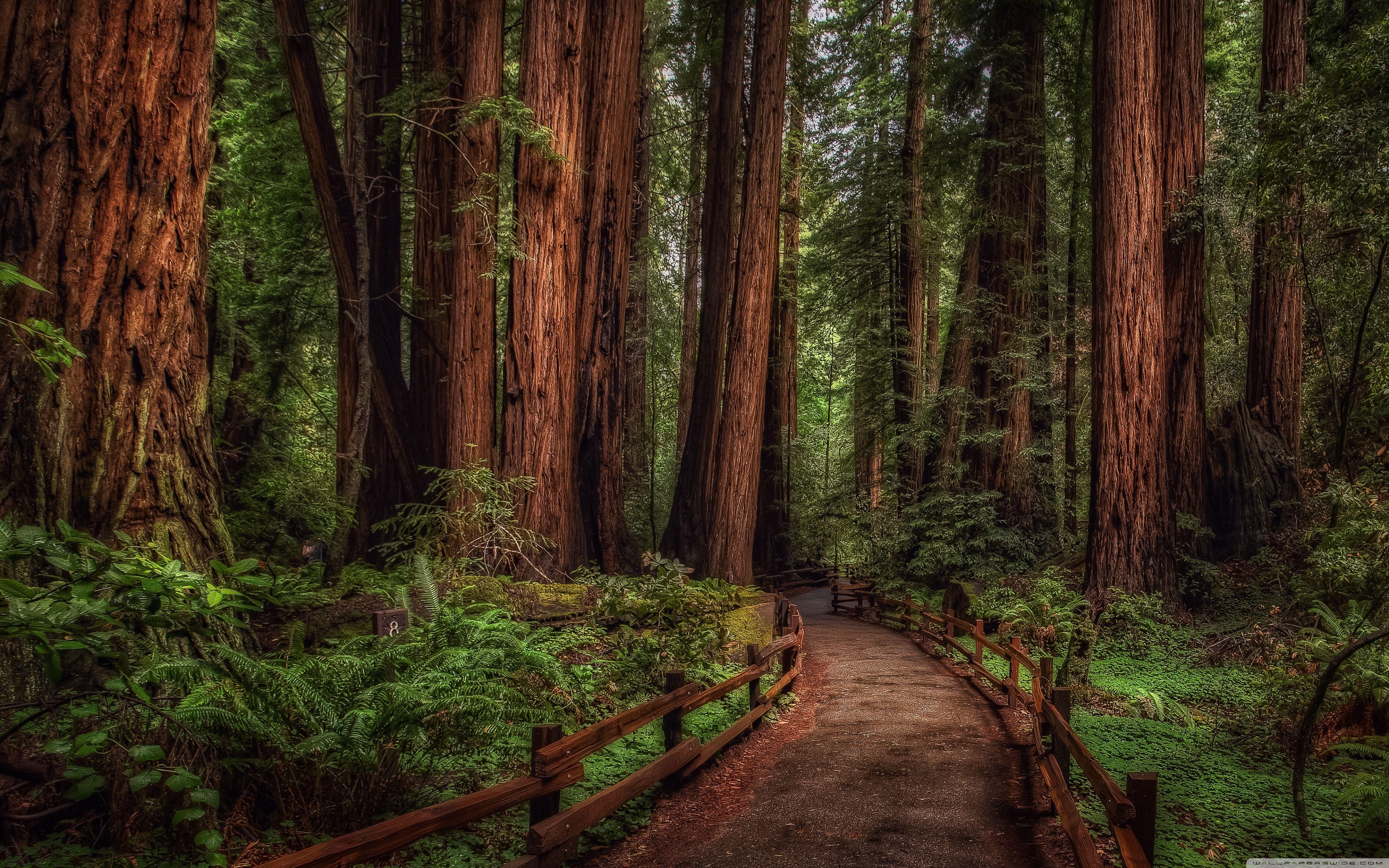 3840x2400 Rainforest Wallpaper Phone #X9V. Earth. Redwood forest, Desktop